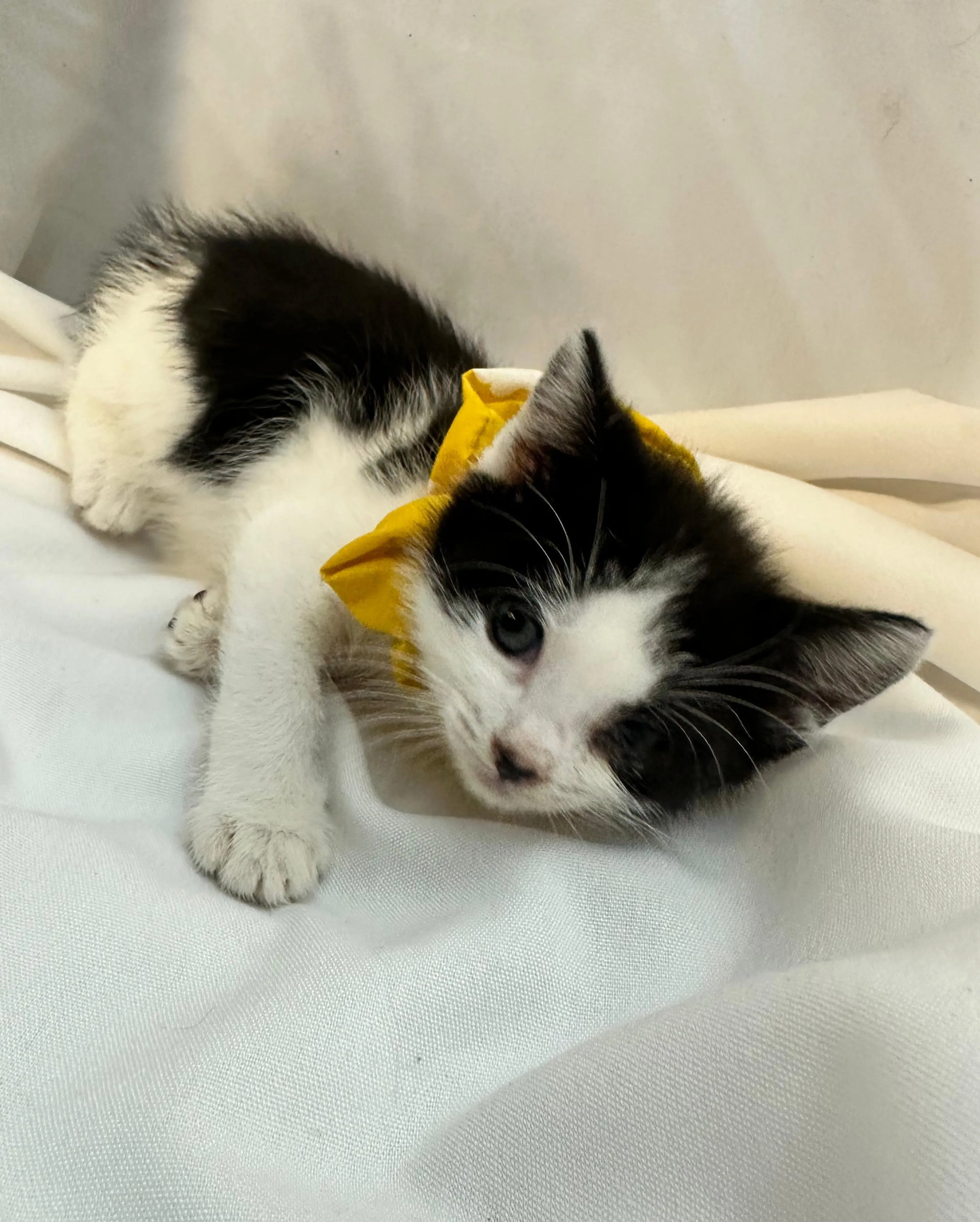 Found pet-2