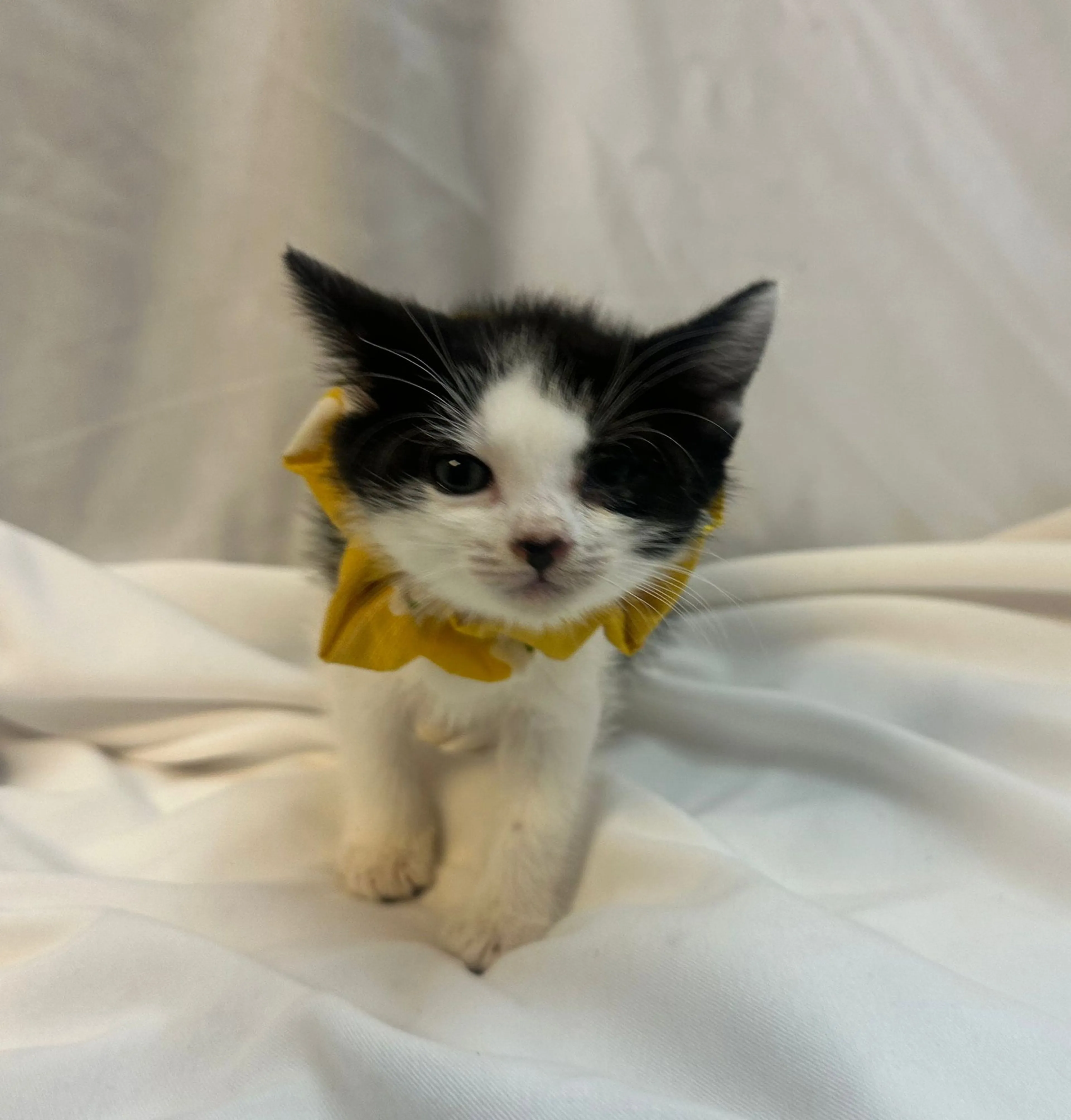 Found pet-1