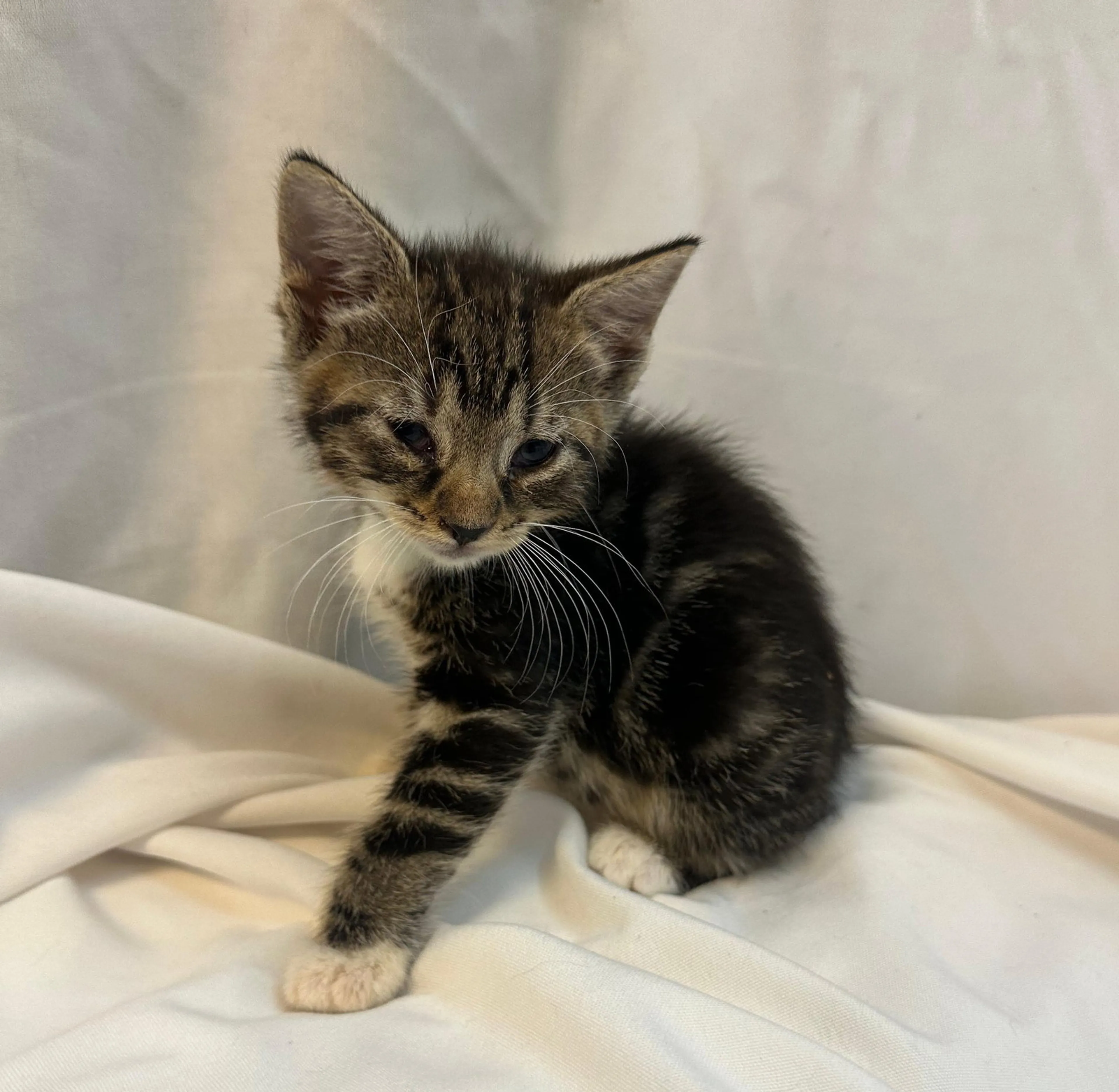 Found pet-2