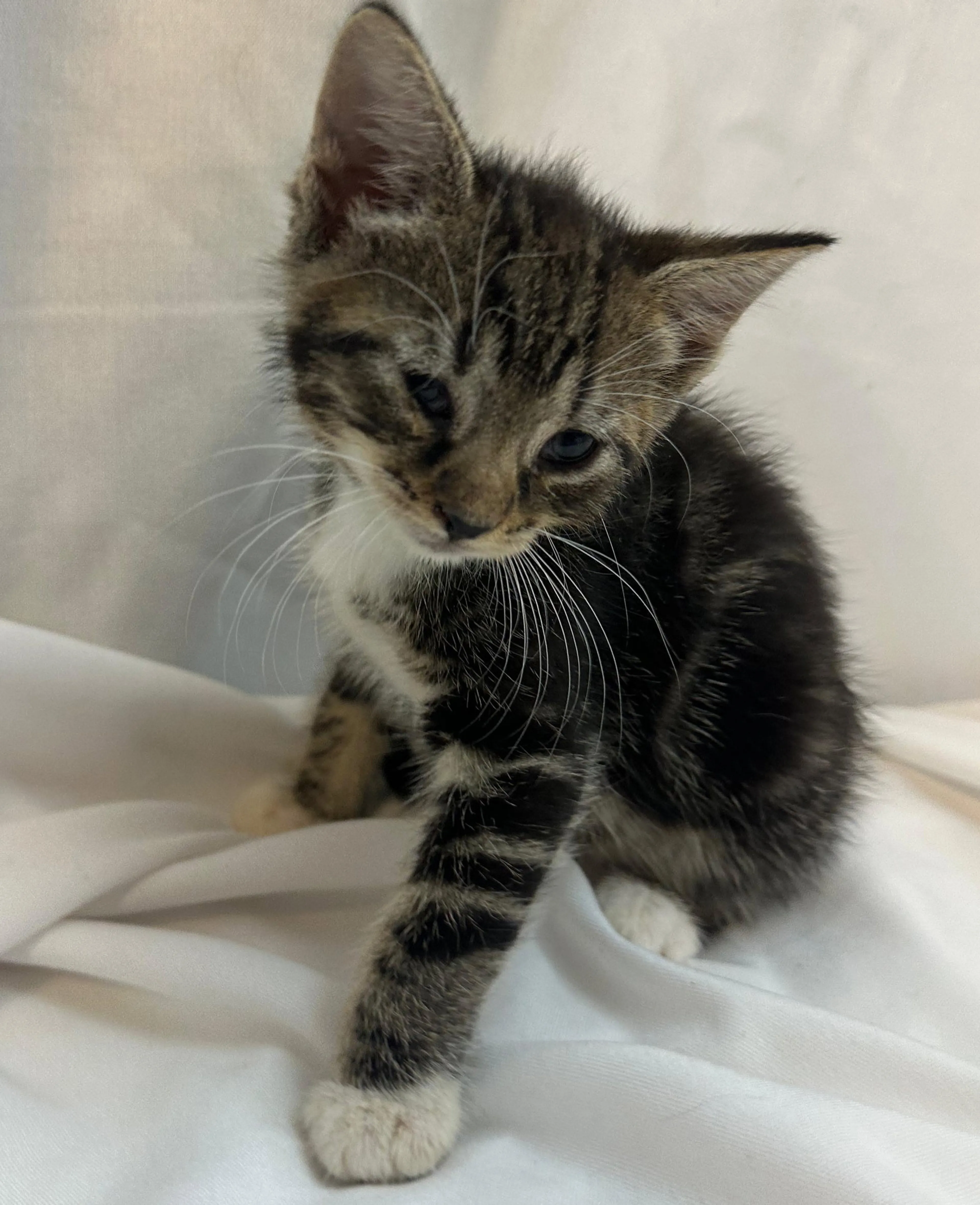 Found pet-1