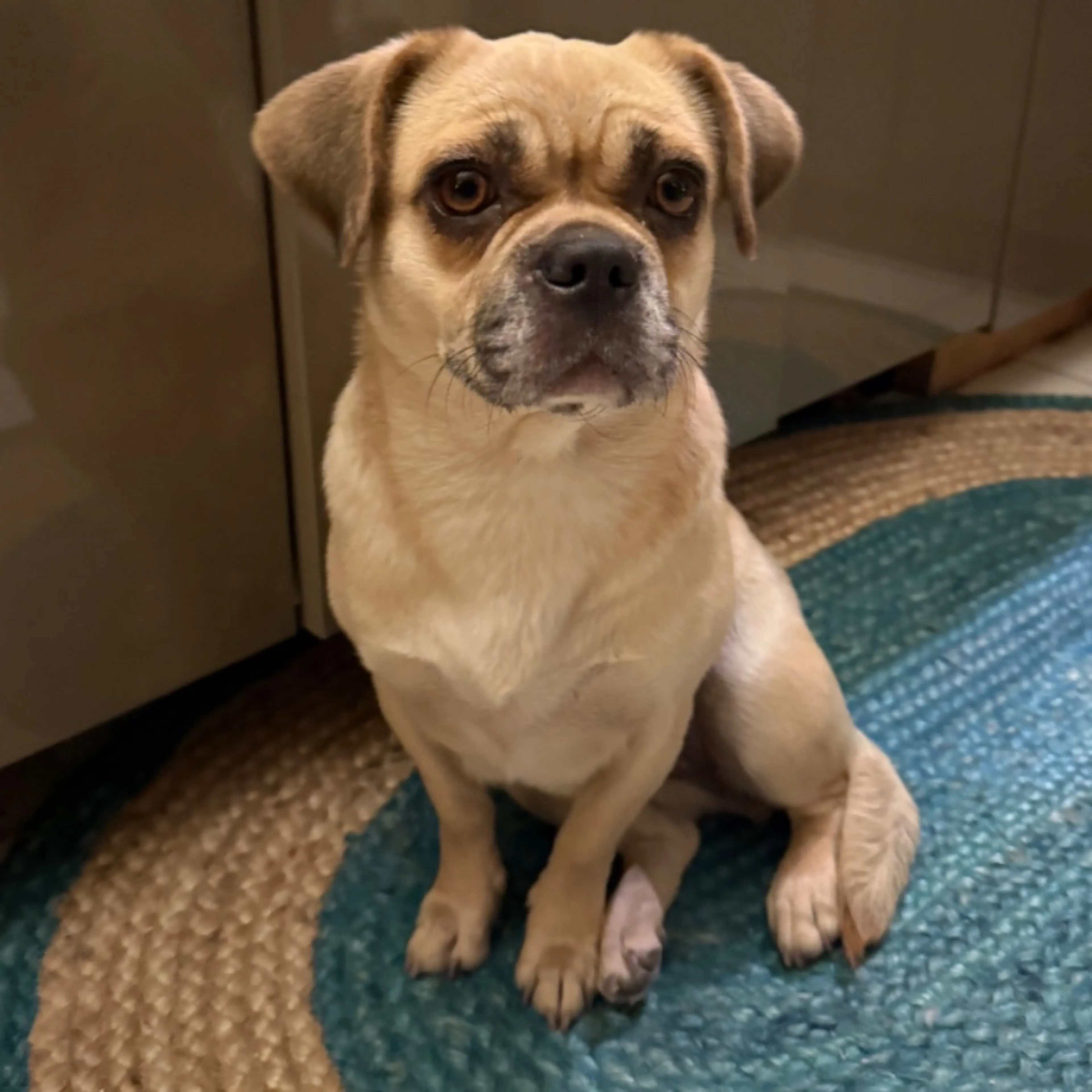 Found pet