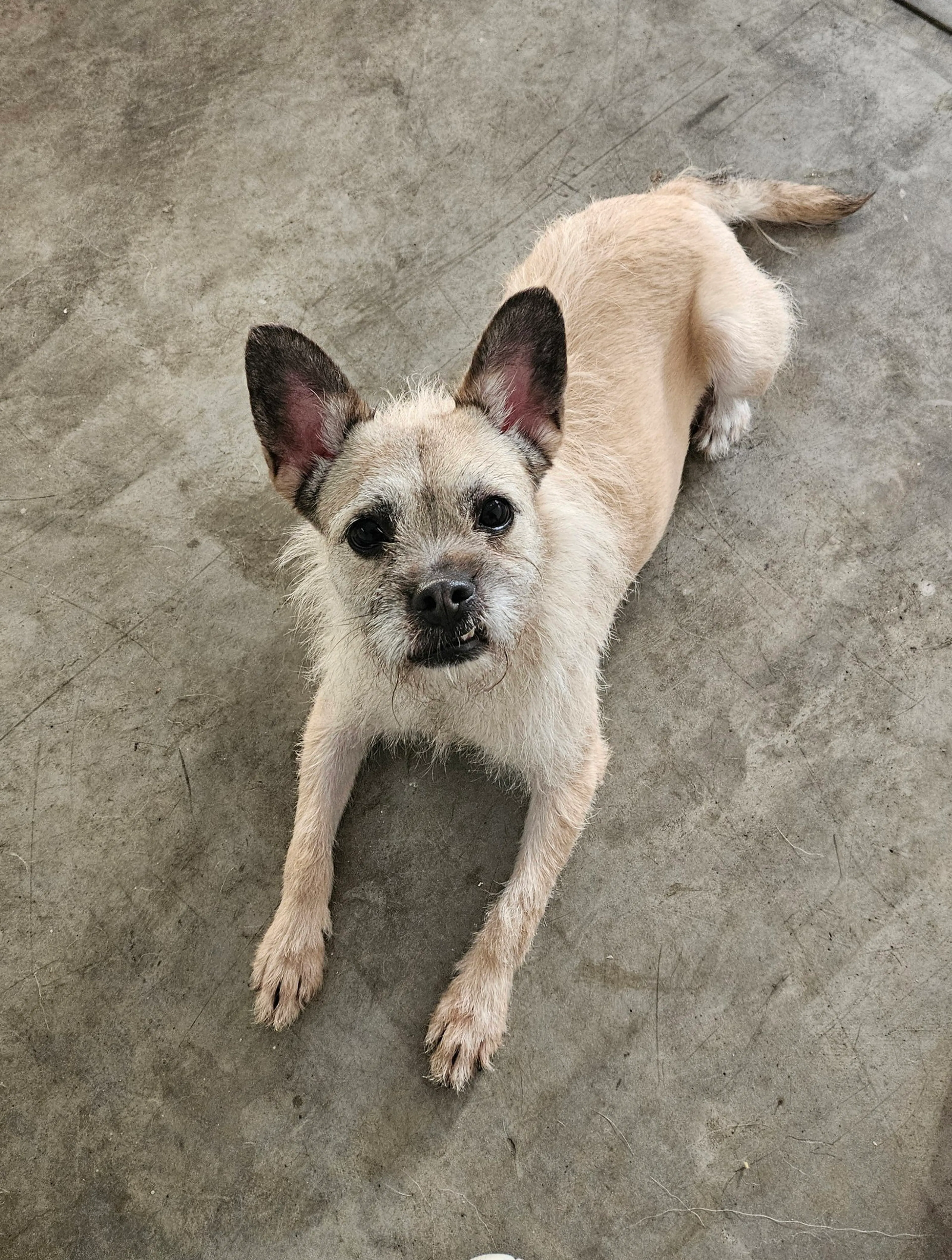 Found pet-1