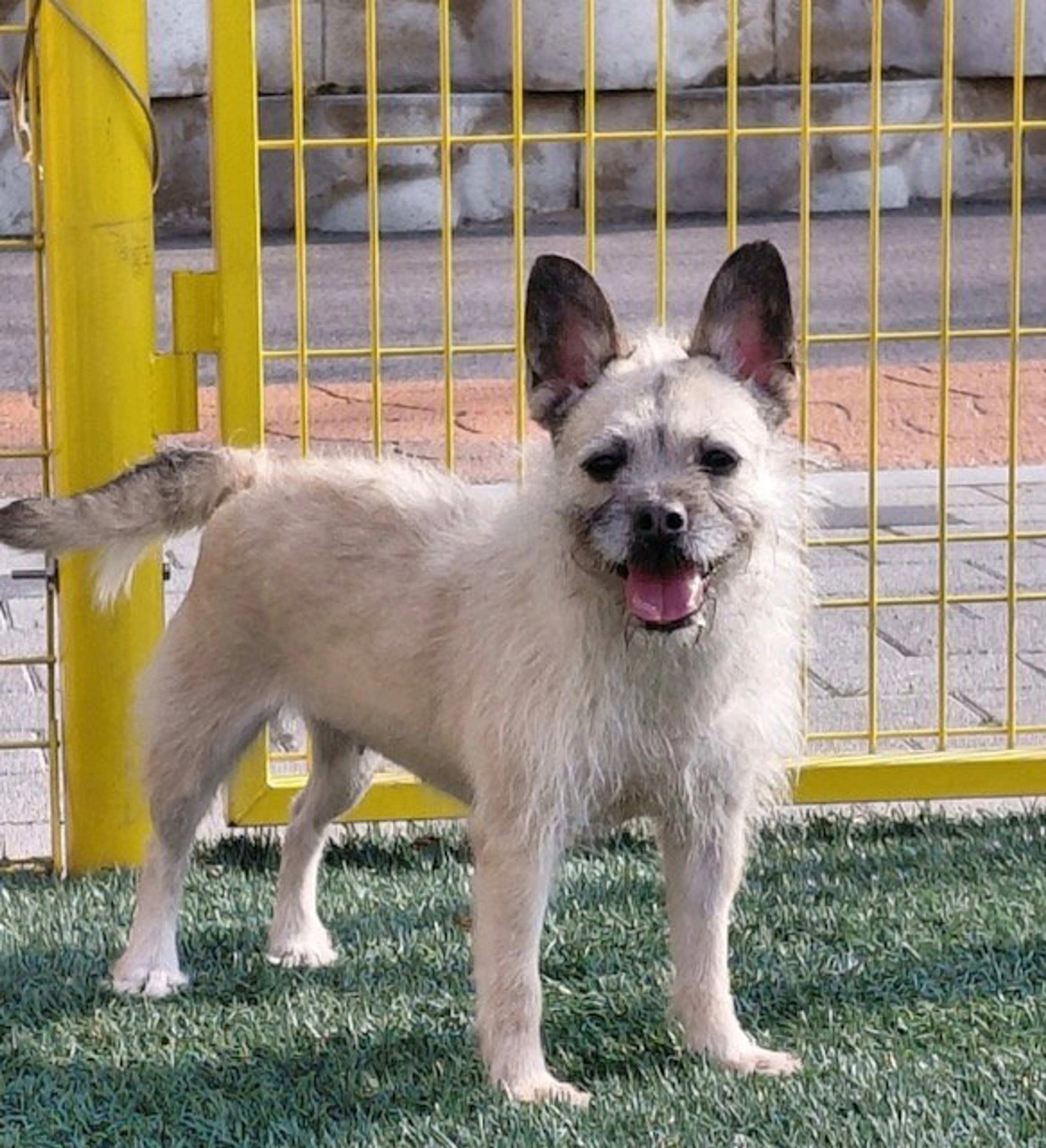 Found pet-3