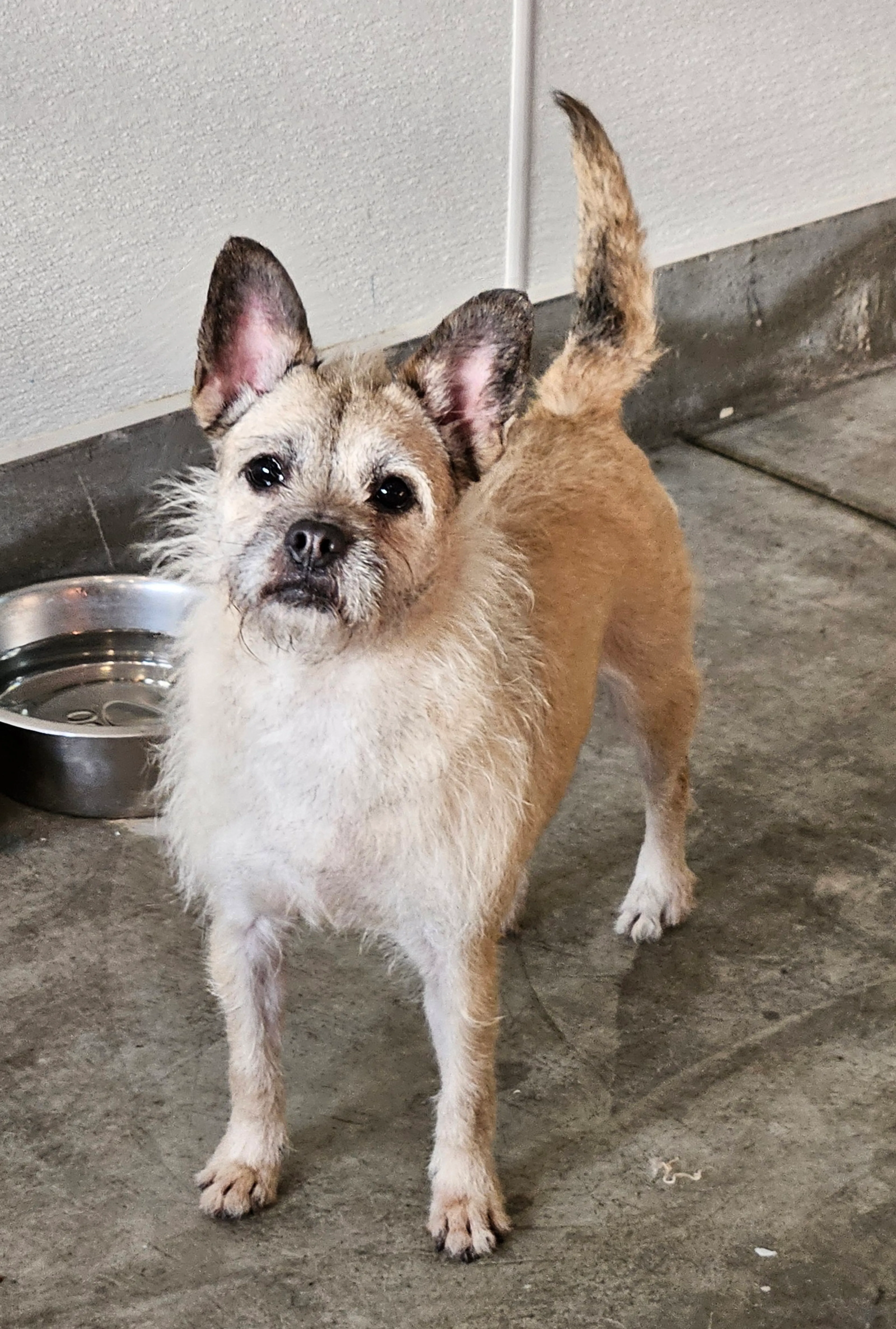 Found pet-2