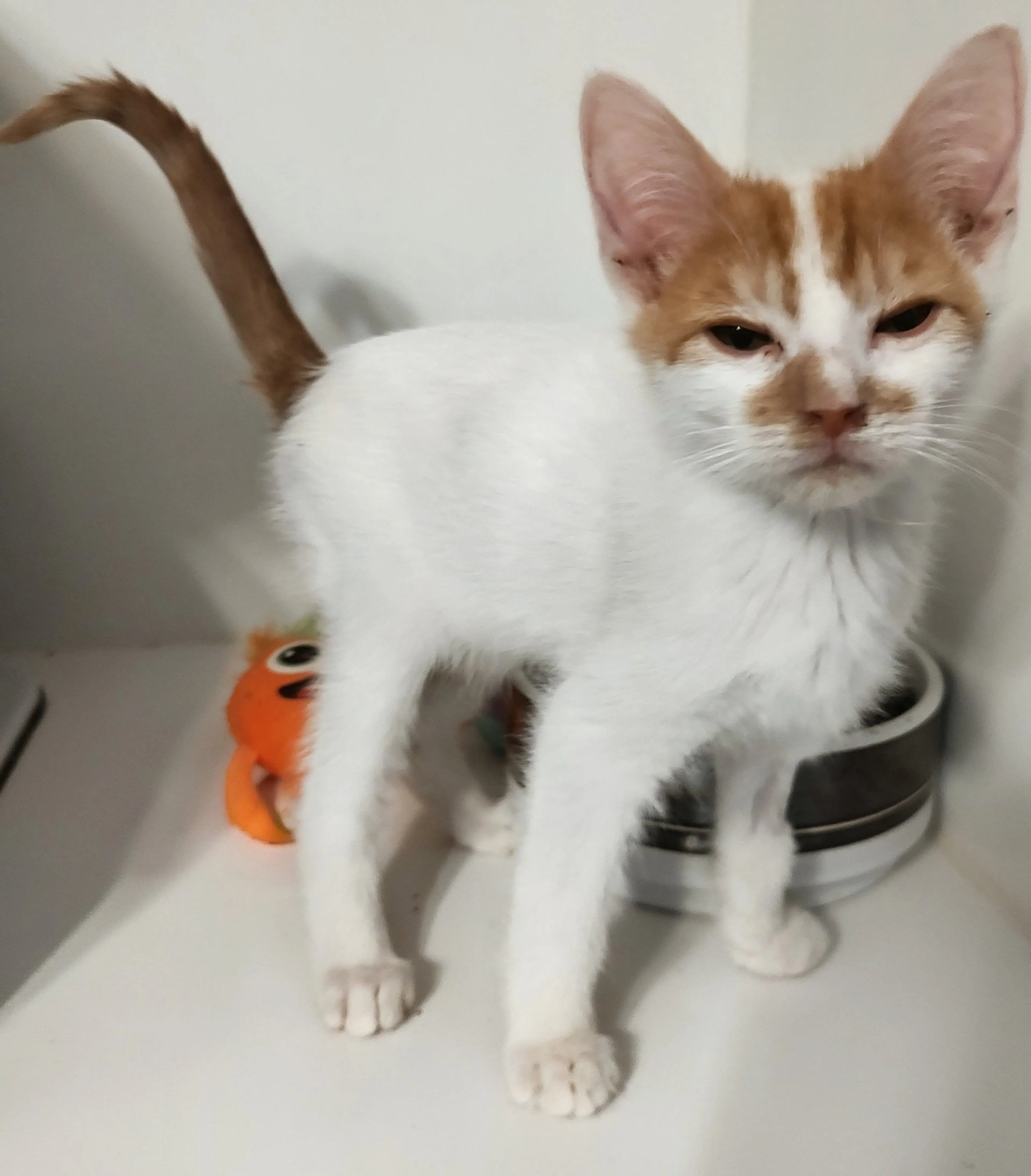 Found pet