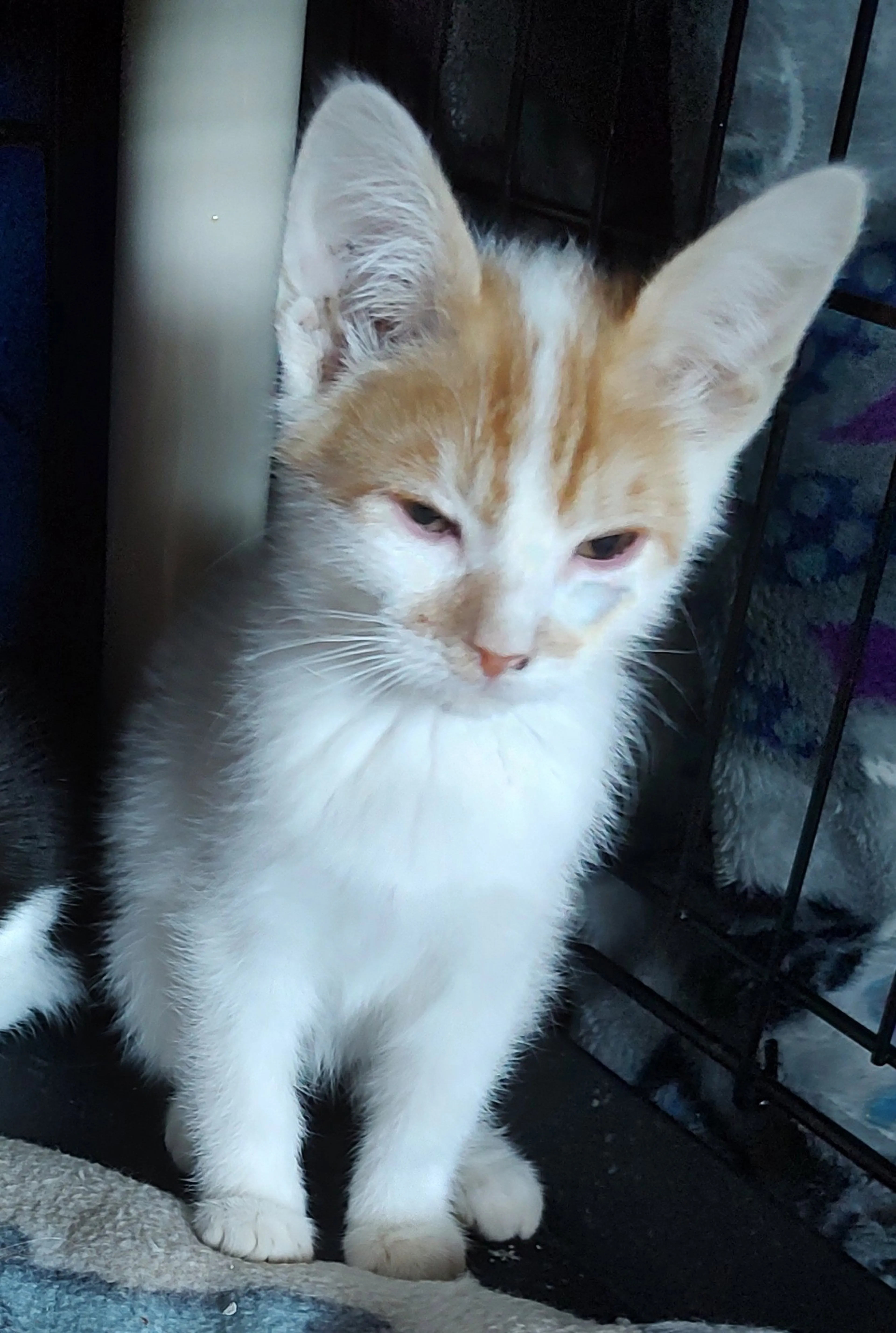 Found pet