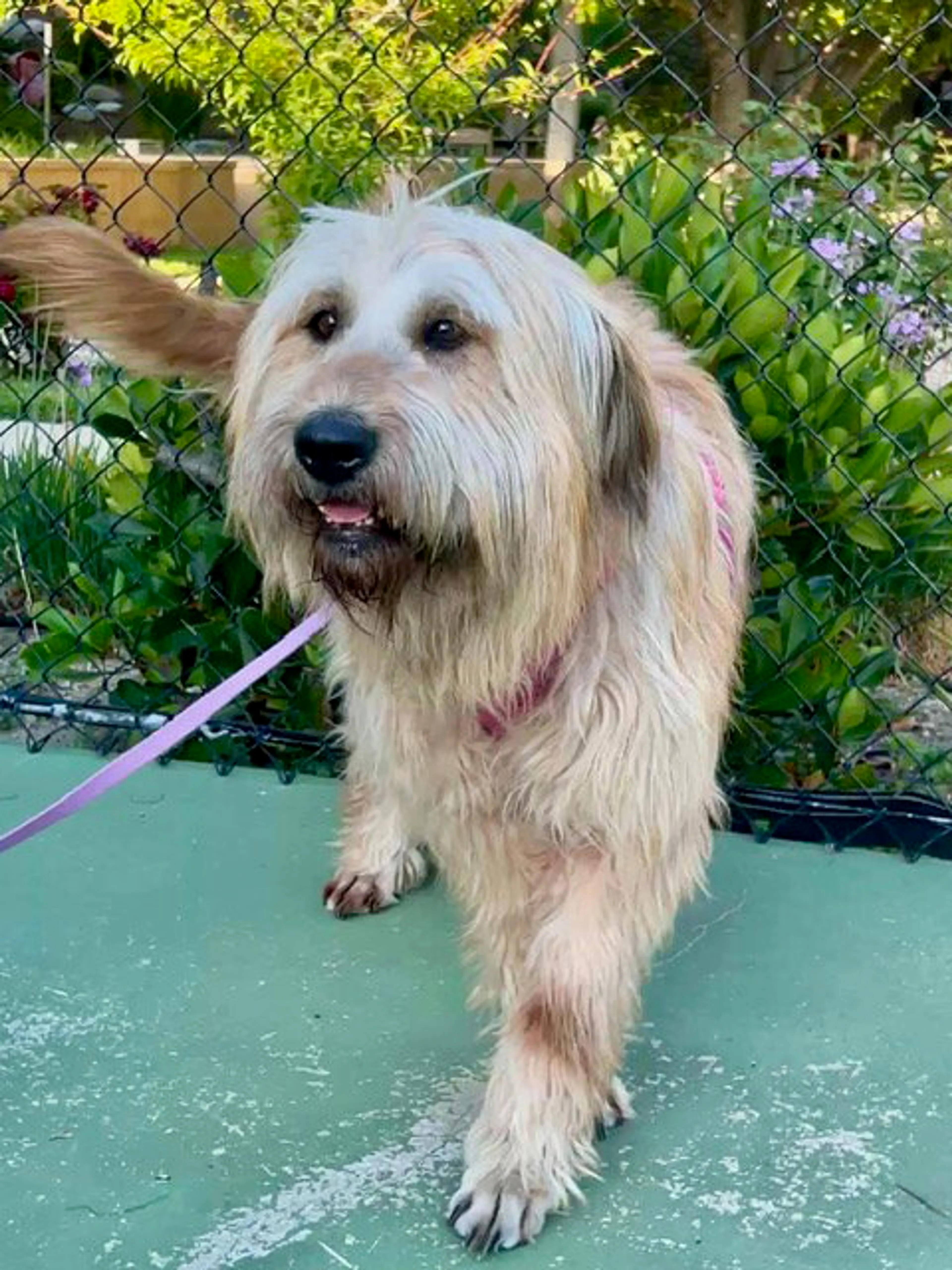 Found pet-1