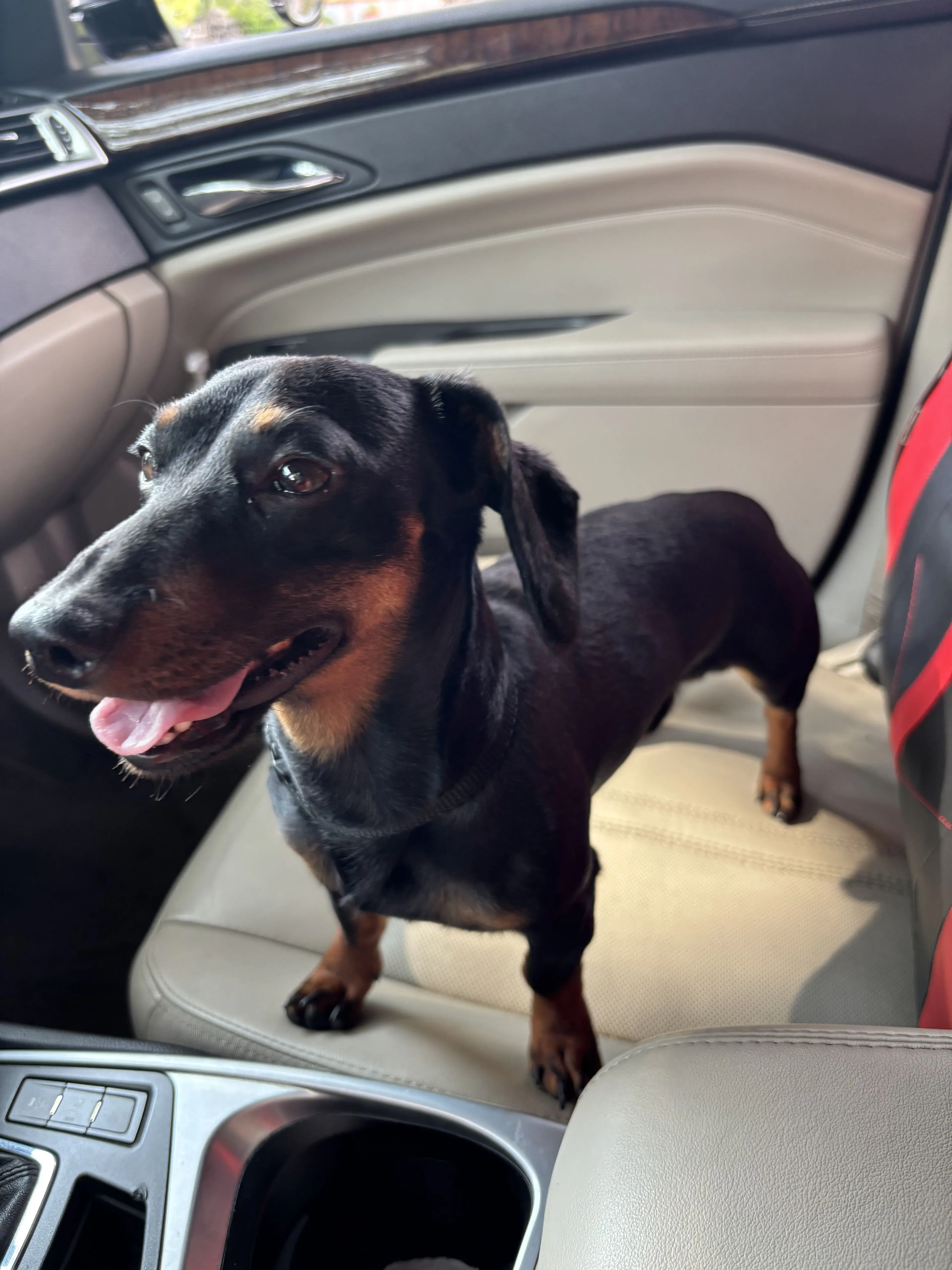 Lost pet