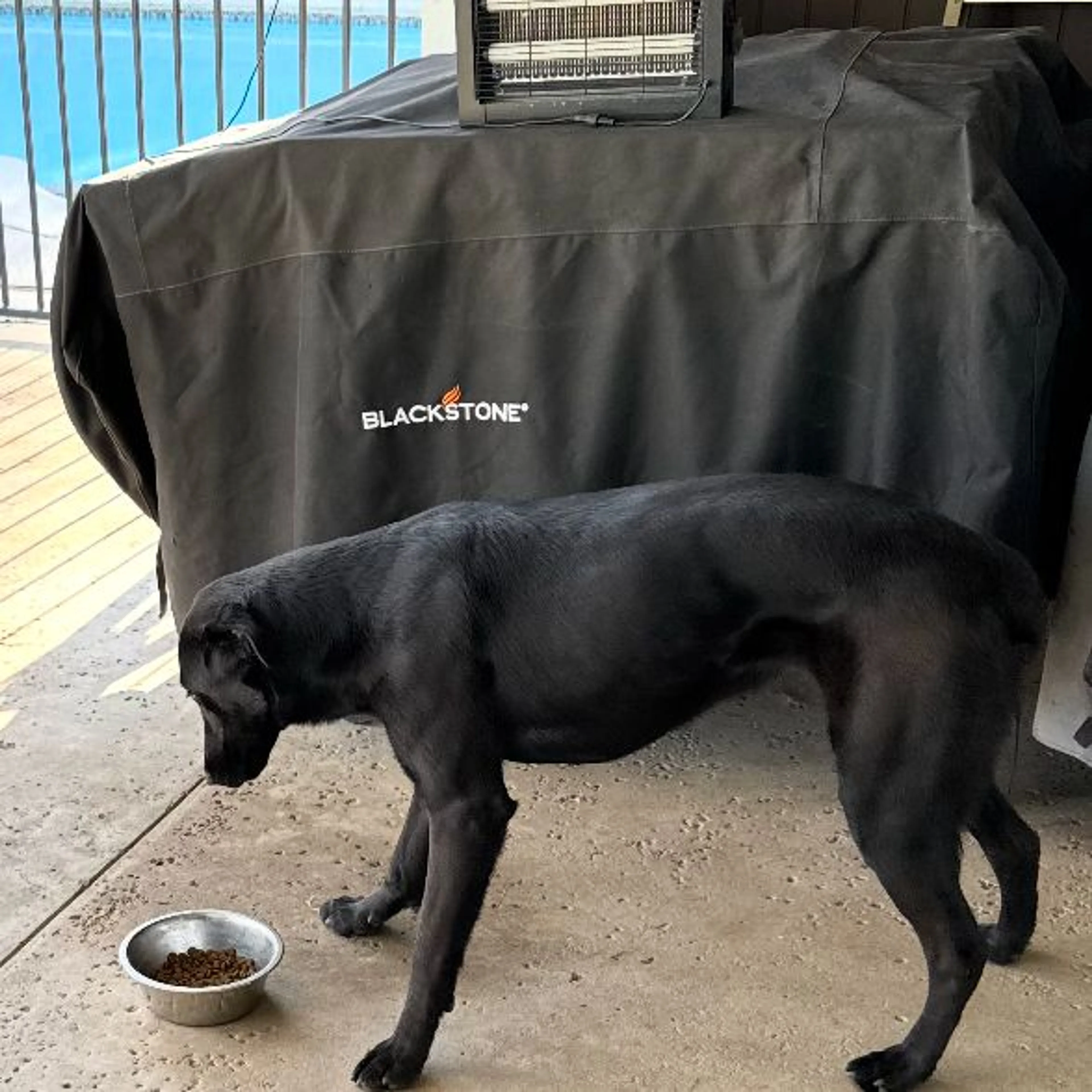 Lost pet