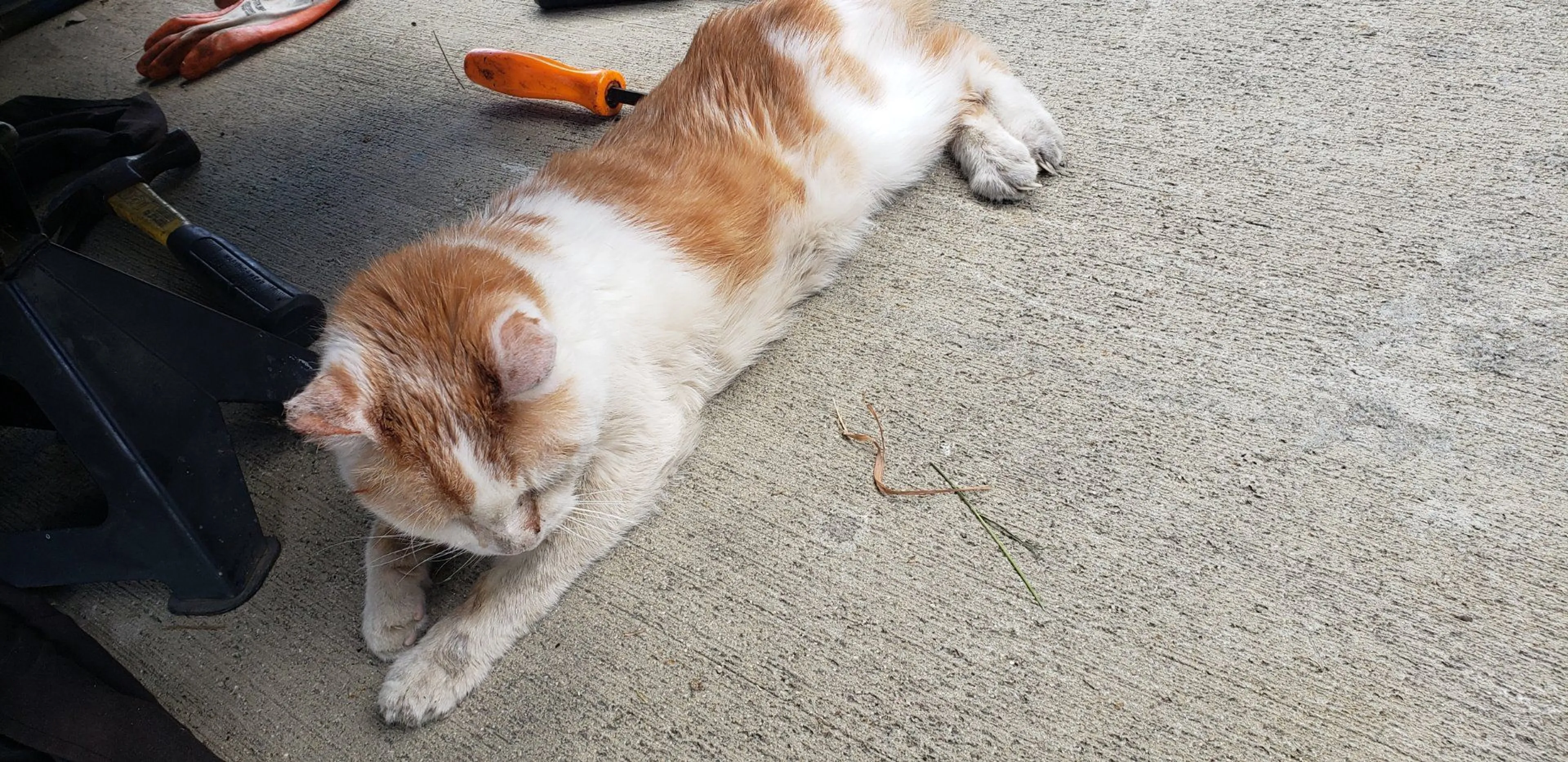 Lost pet