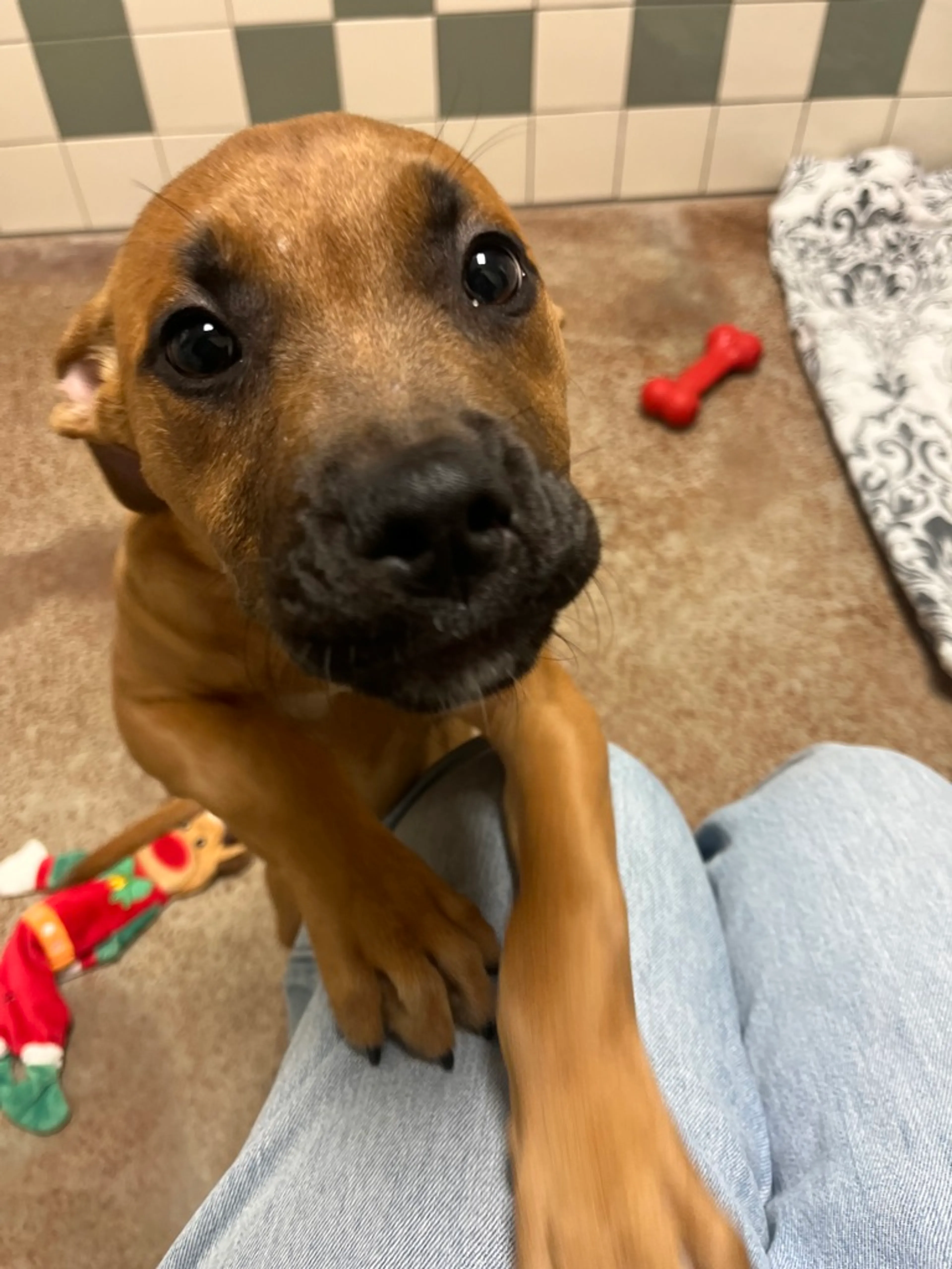 Found pet-2