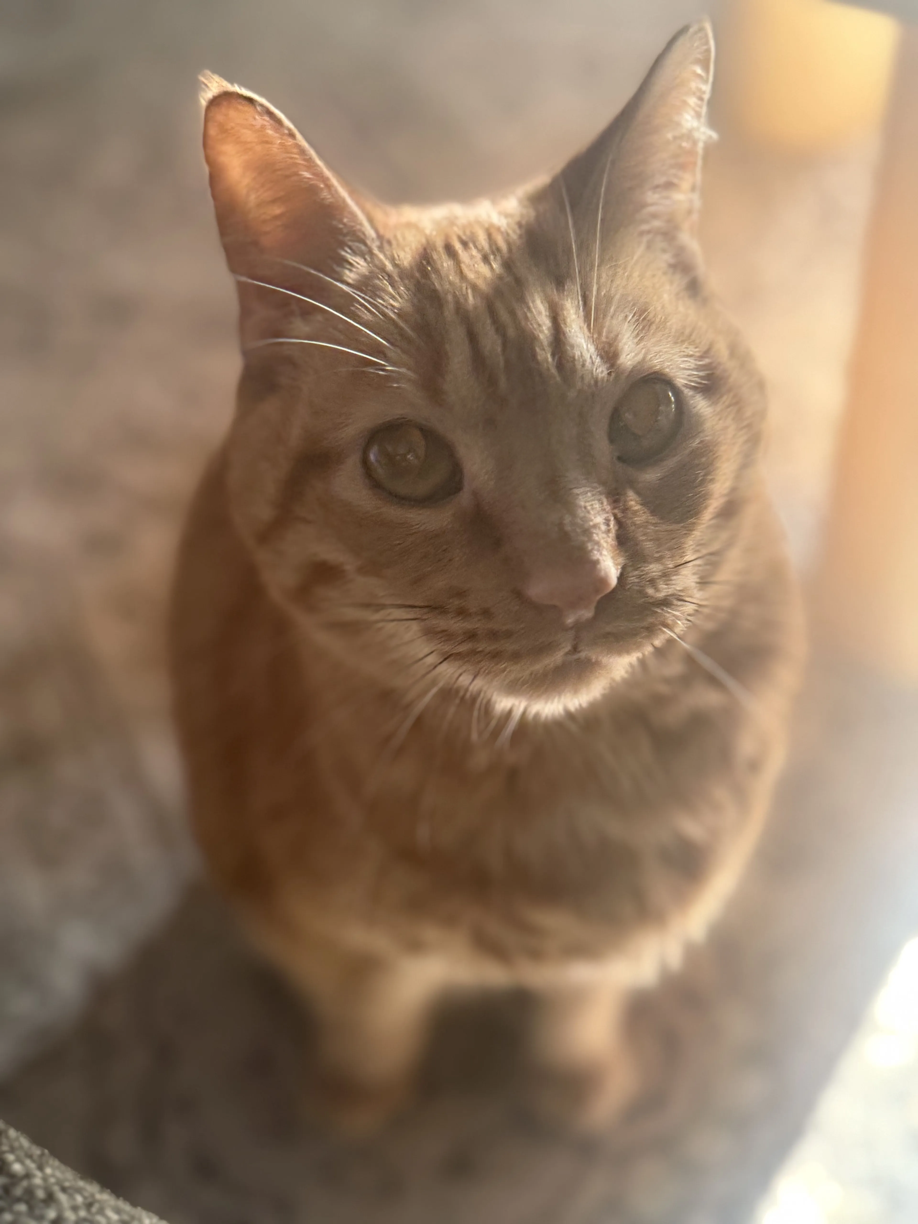 Lost pet-0