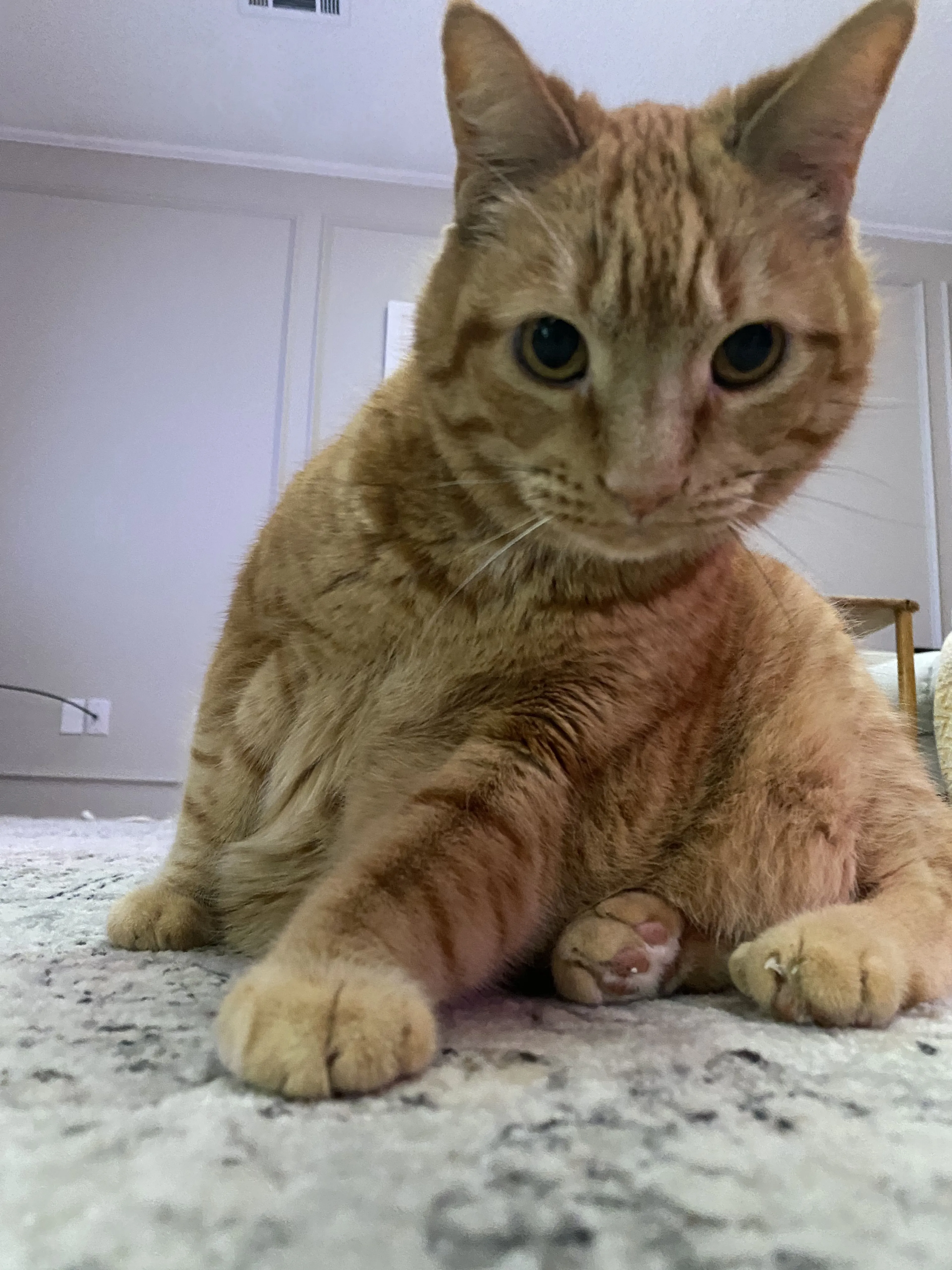 Lost pet-1