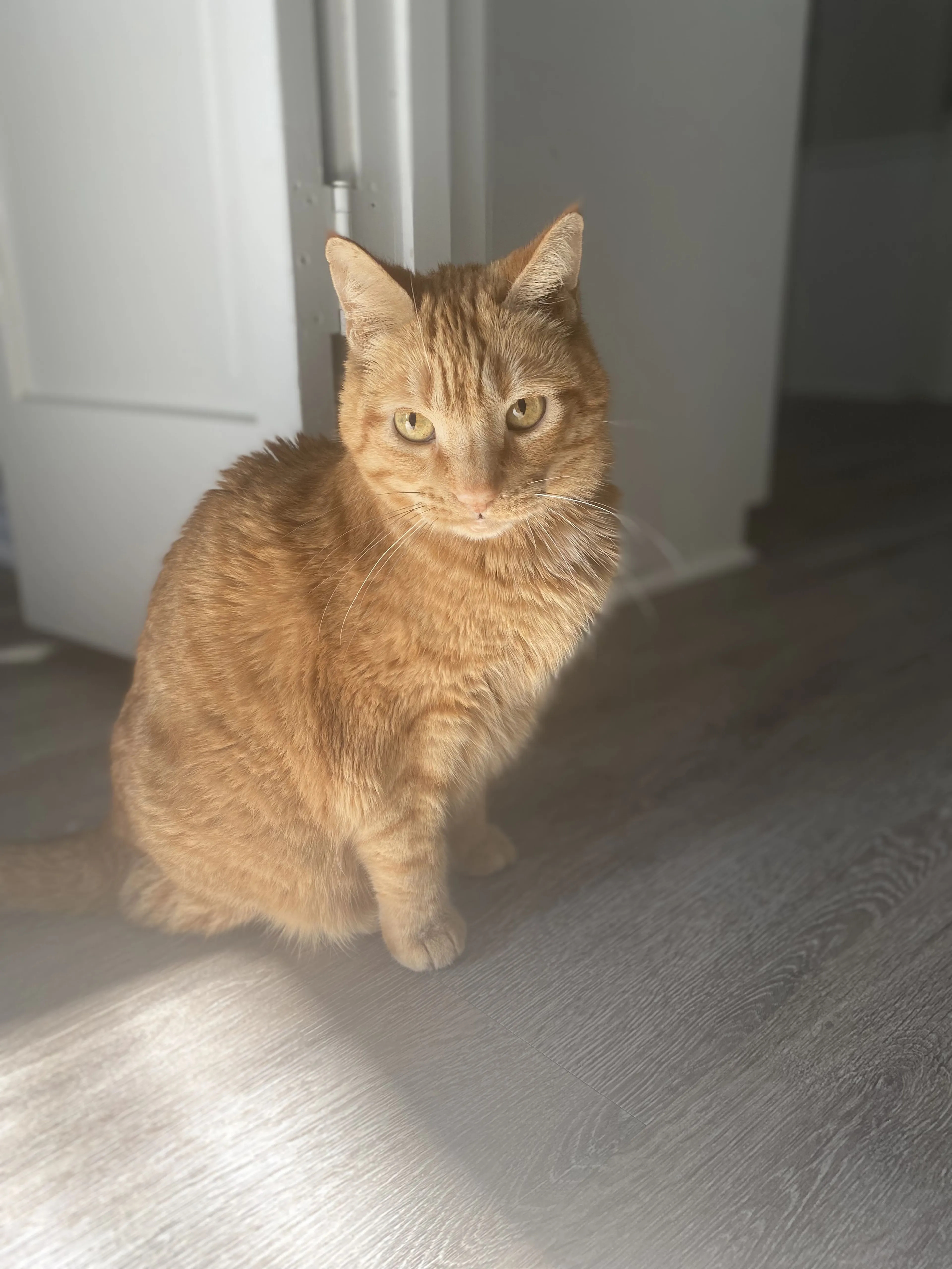 Lost pet-2