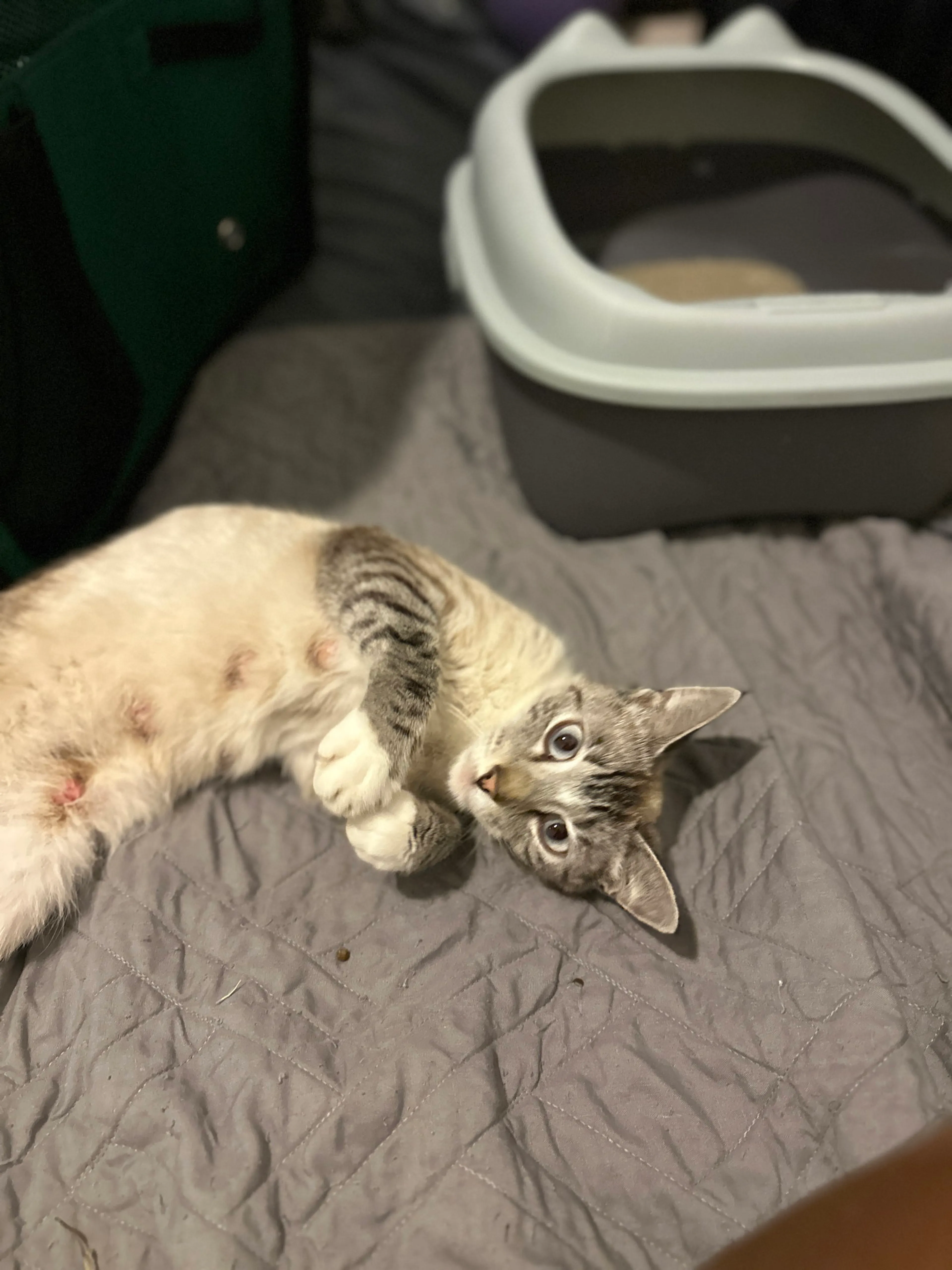 Found pet-1