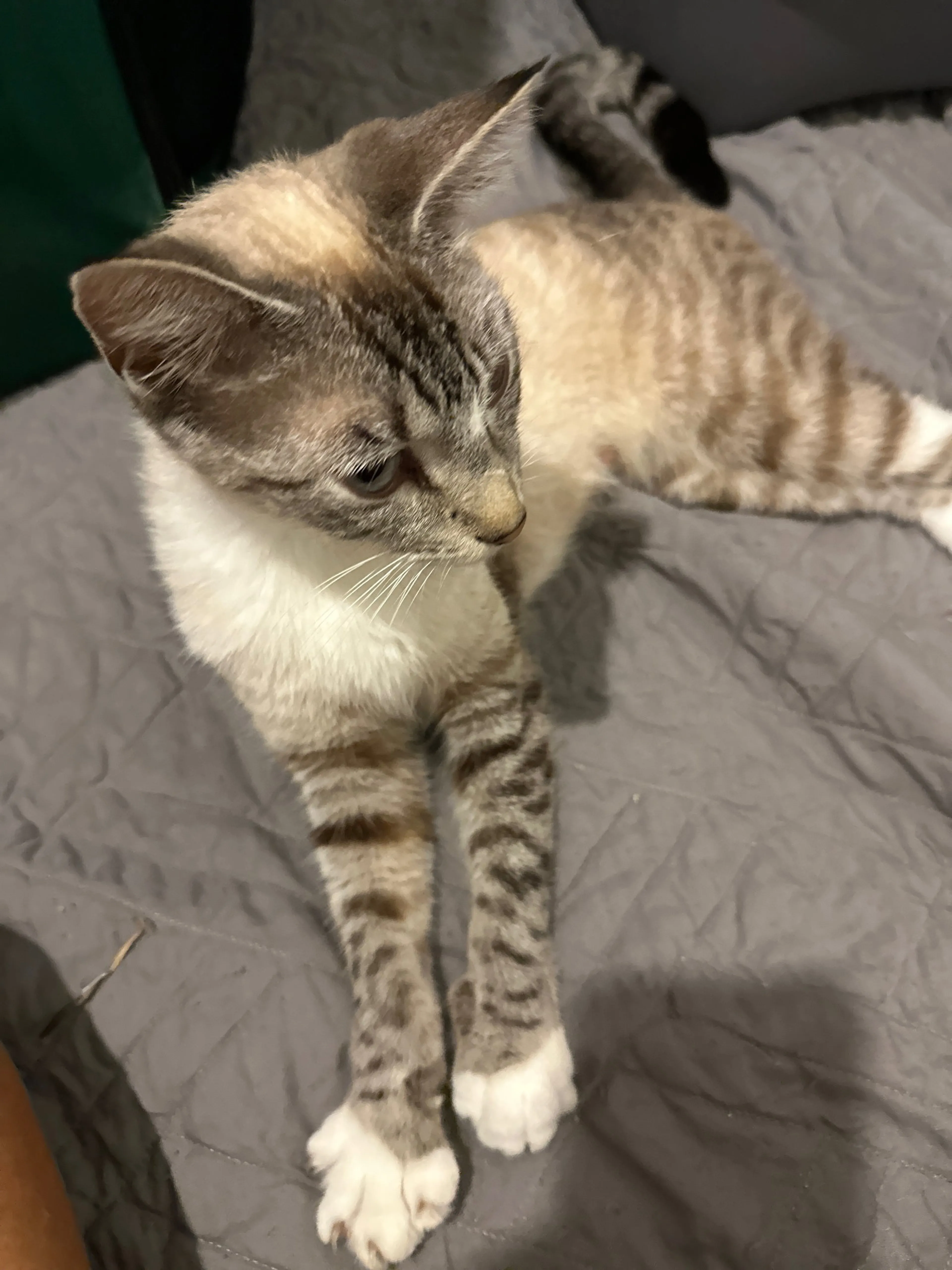 Found pet-2