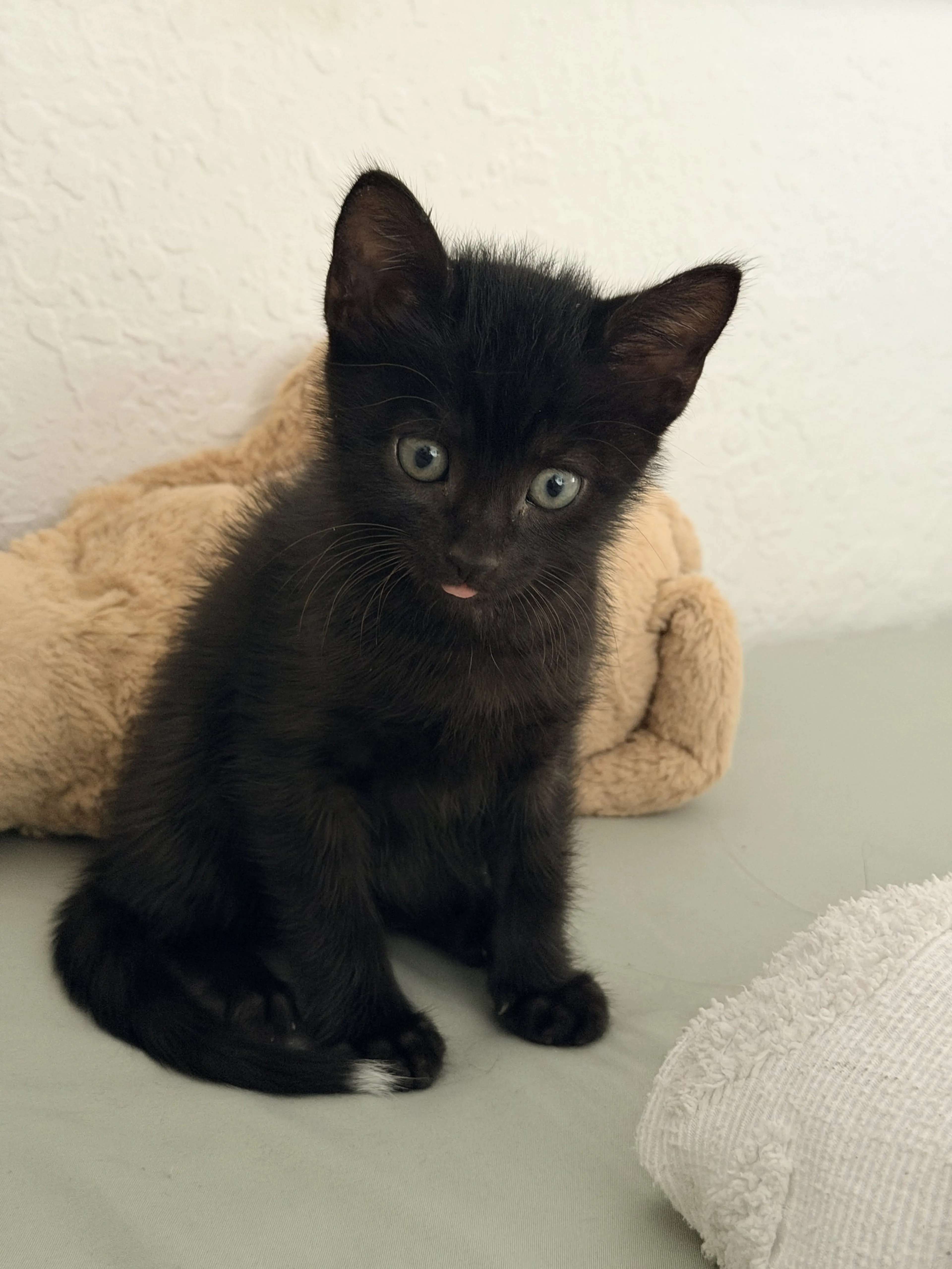 Found pet-0