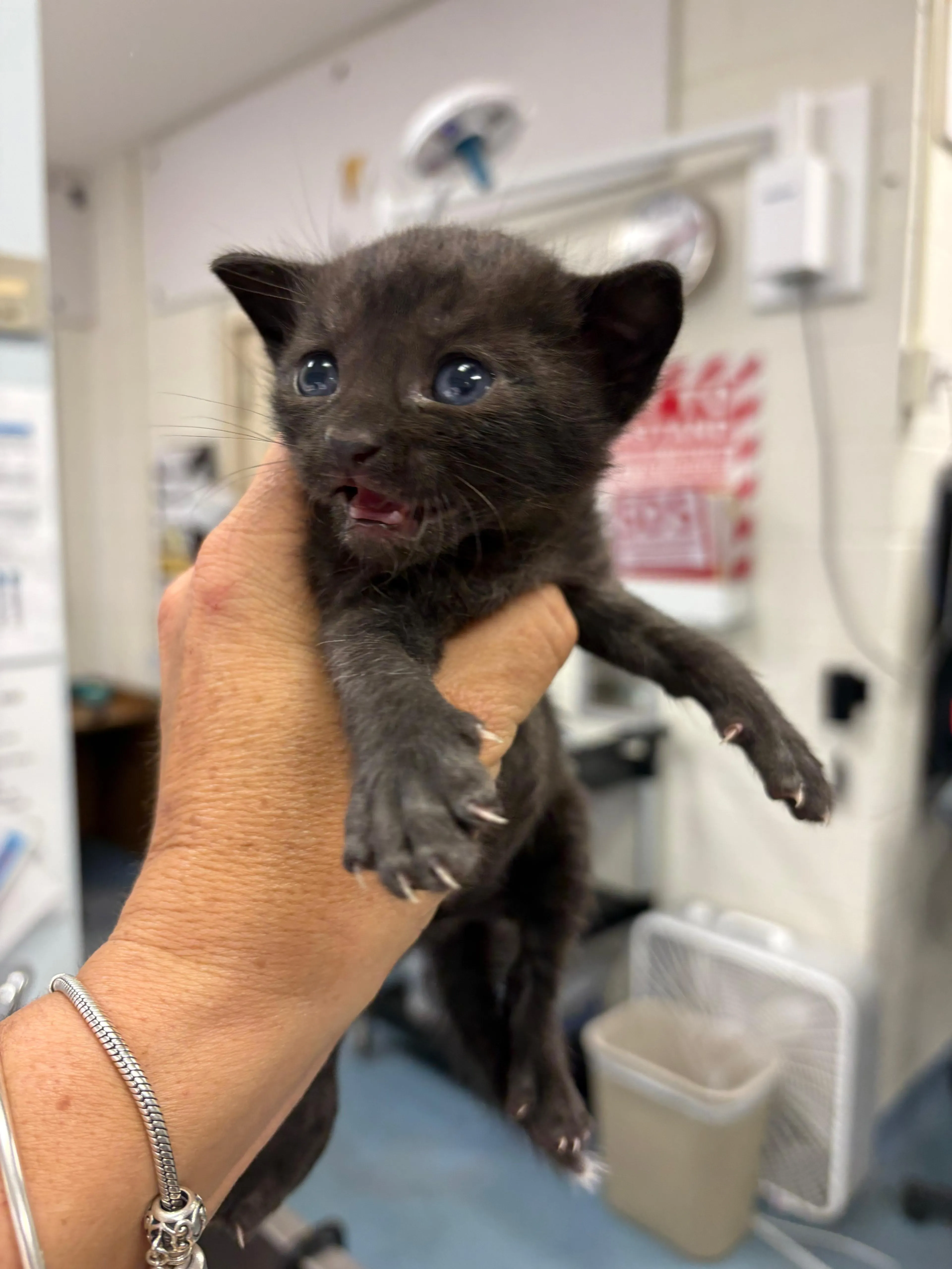 Found pet-2
