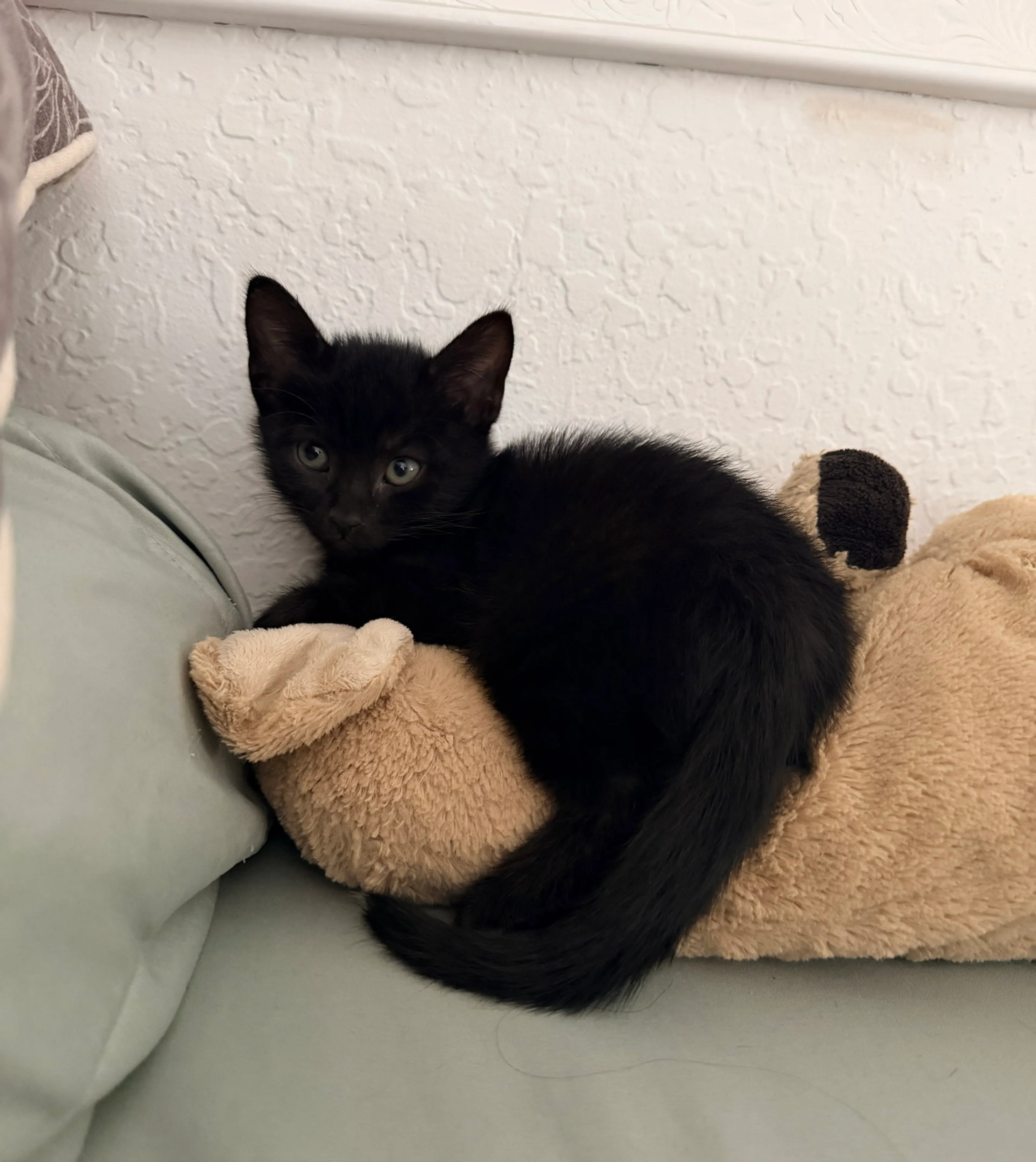 Found pet-1