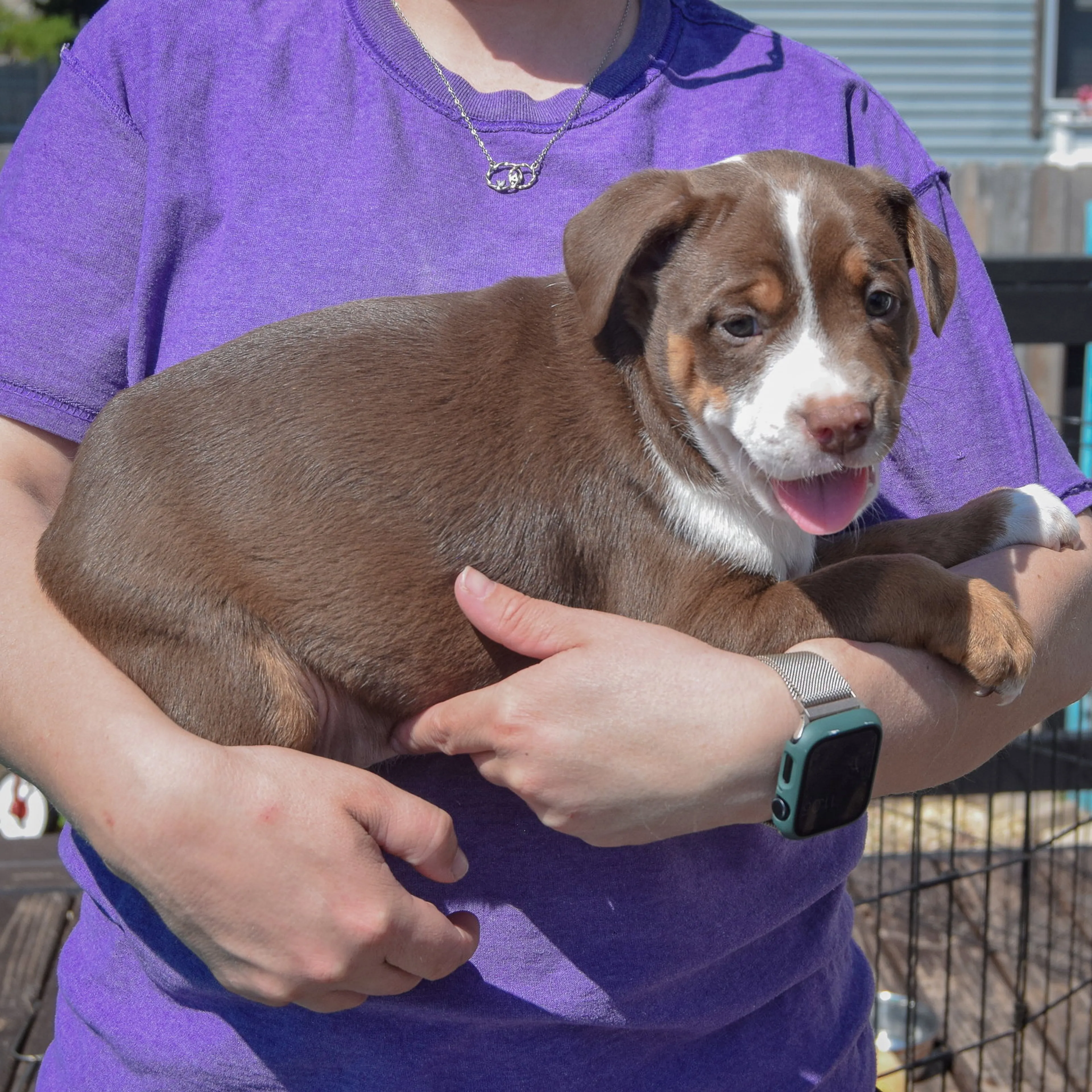 Found pet-1