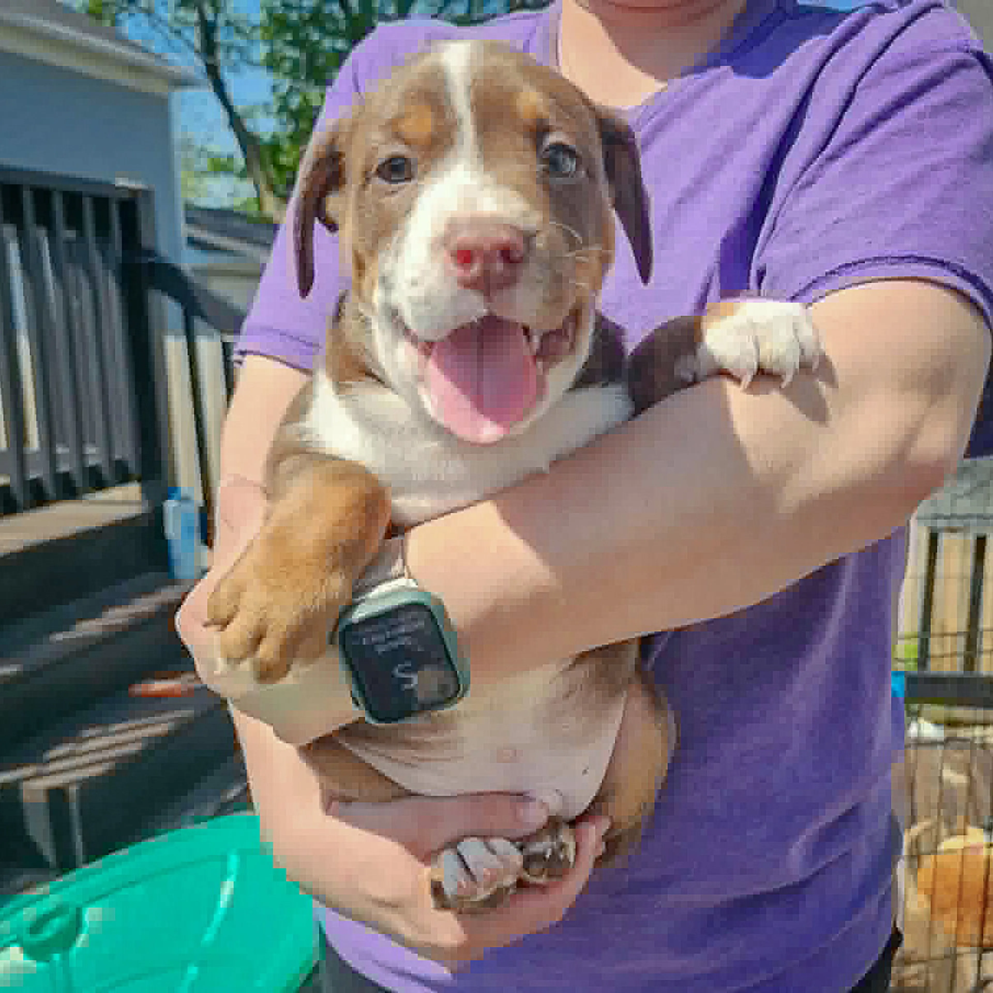 Found pet-2