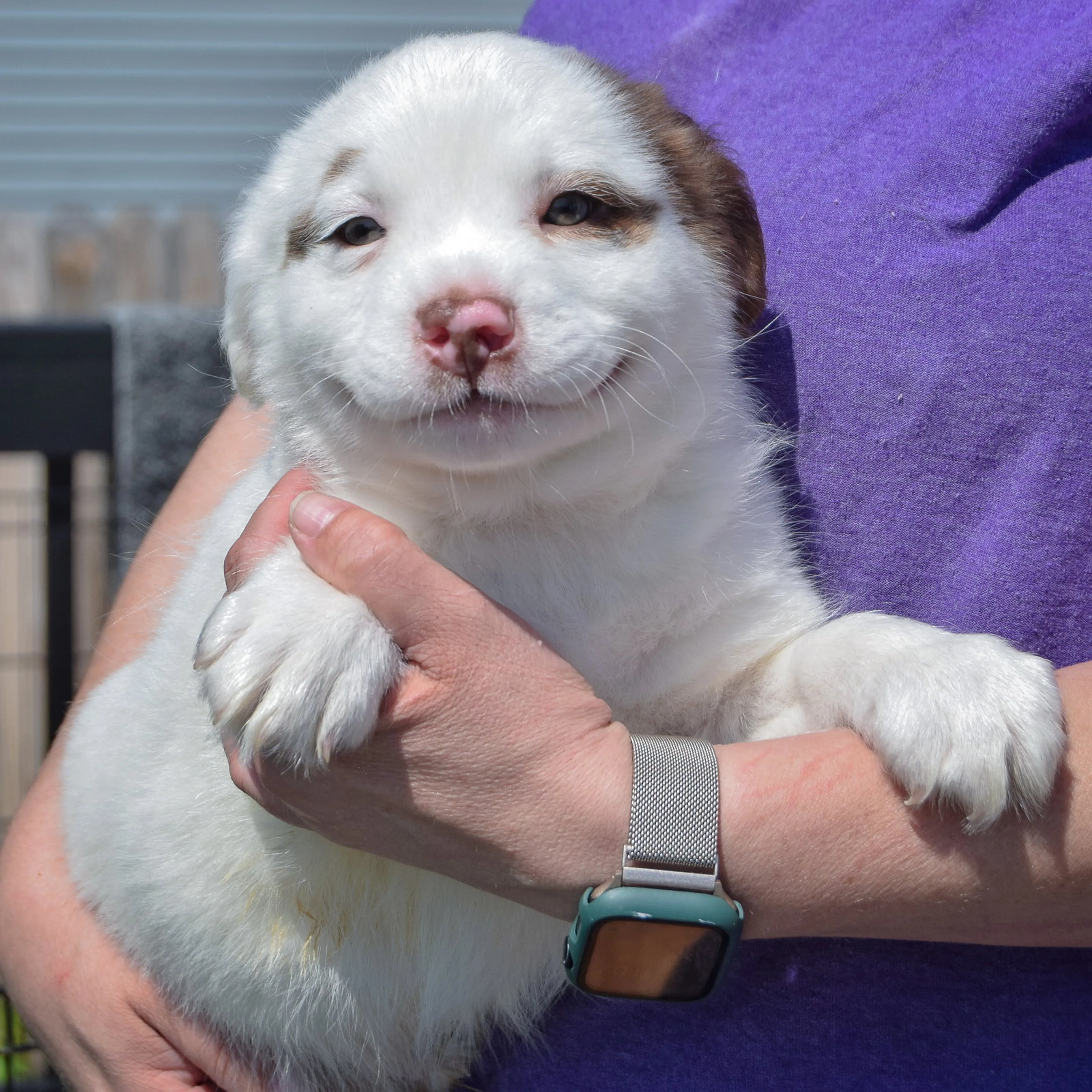 Found pet-2