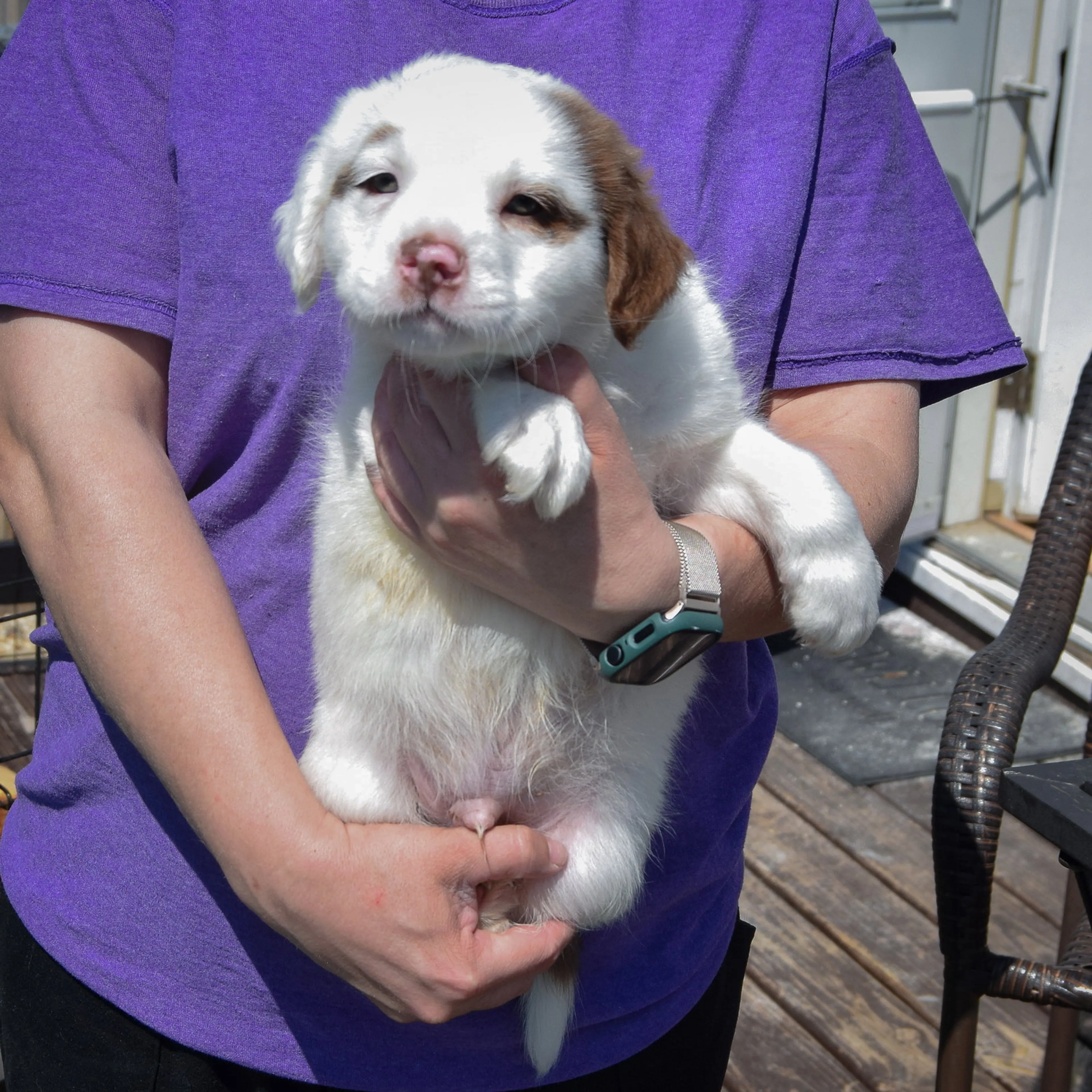 Found pet-3