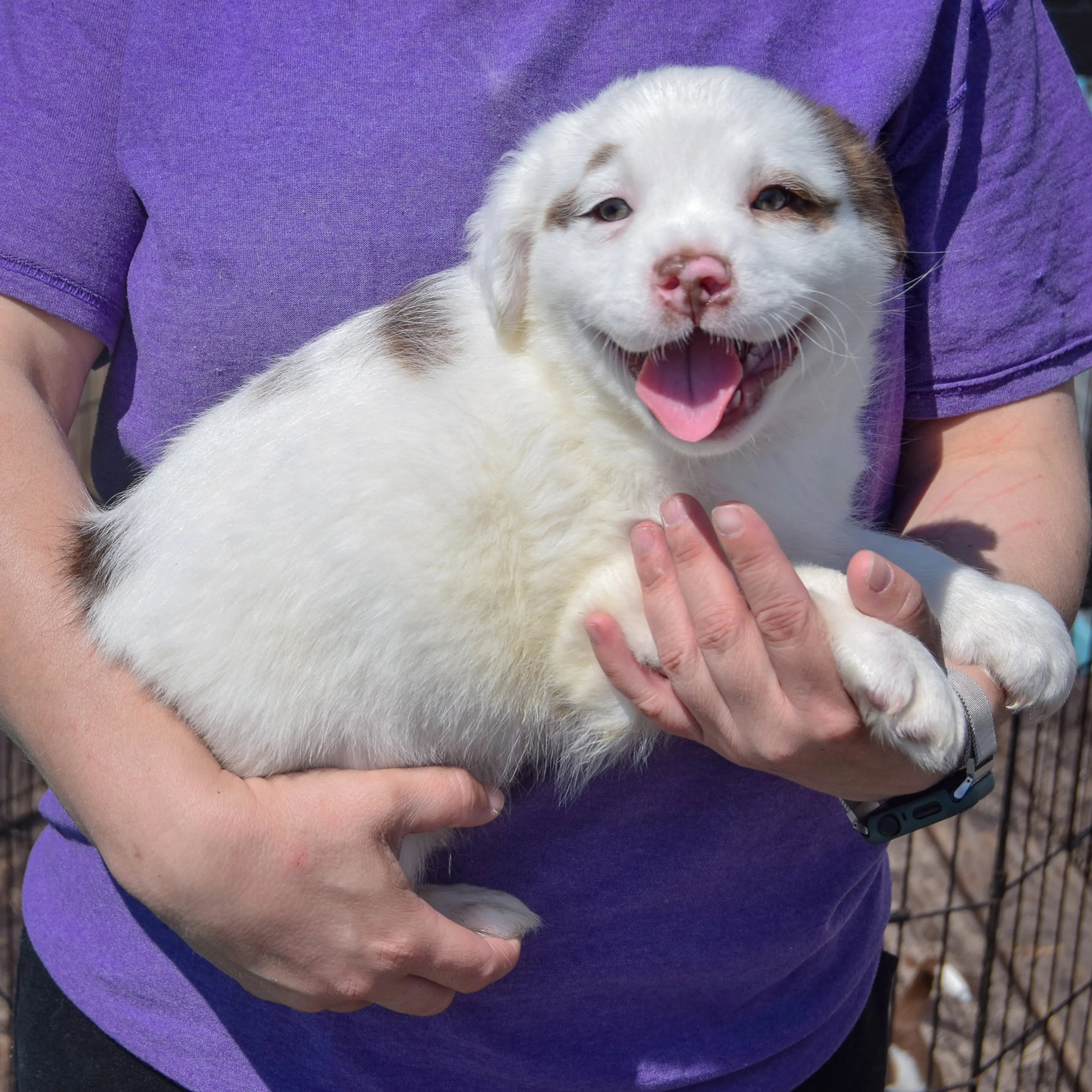 Found pet-1