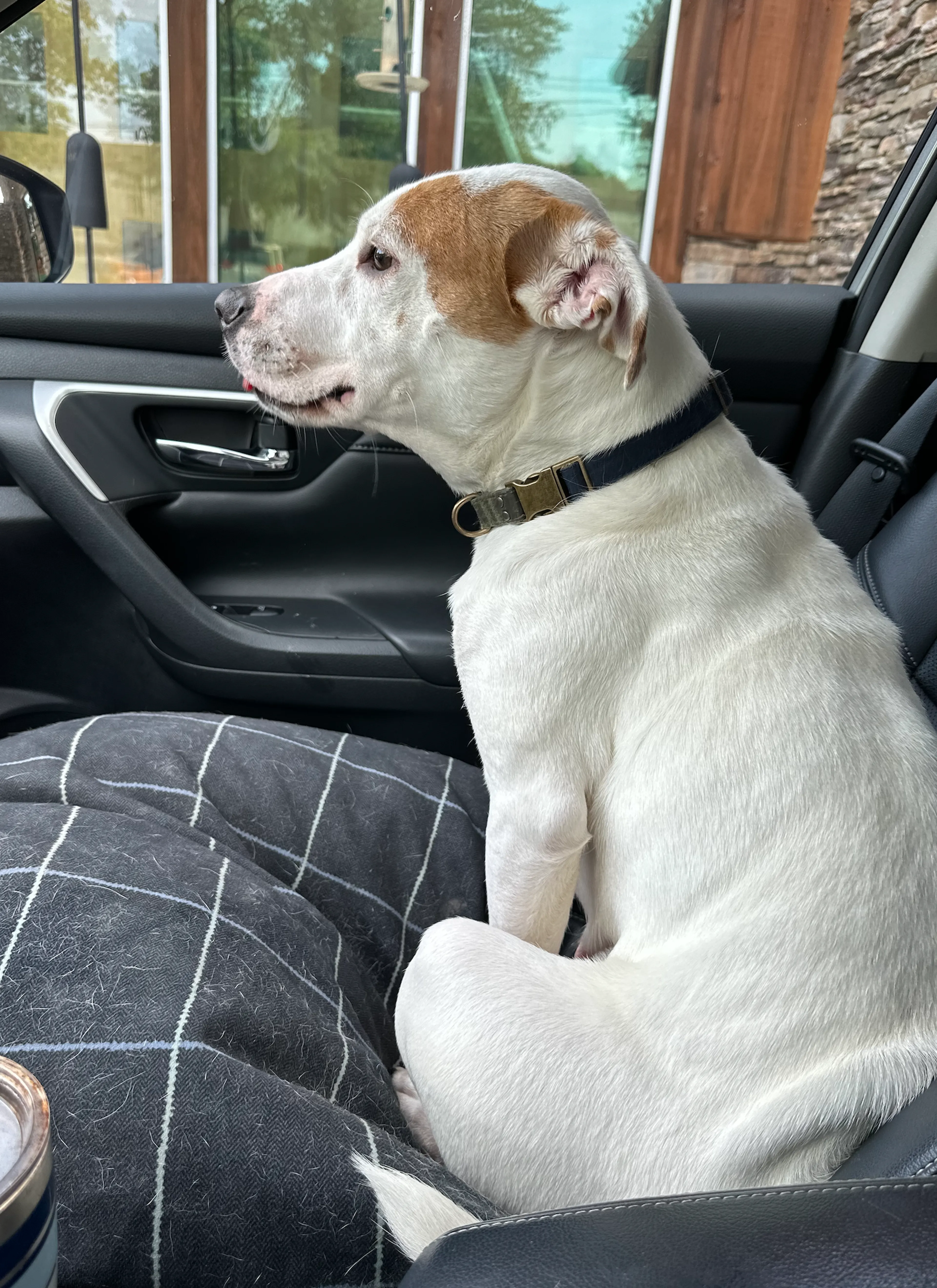 Found pet-1