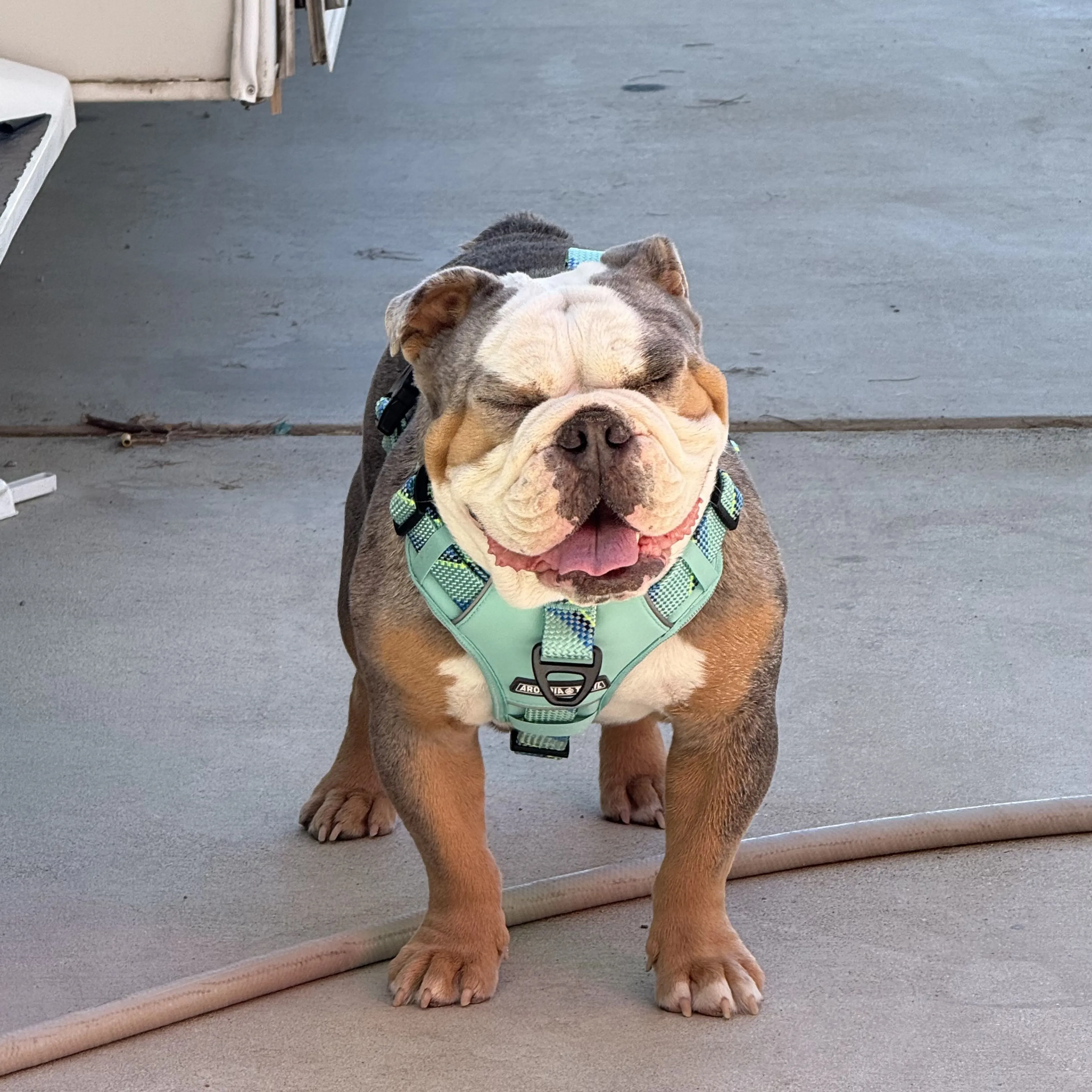 Lost pet