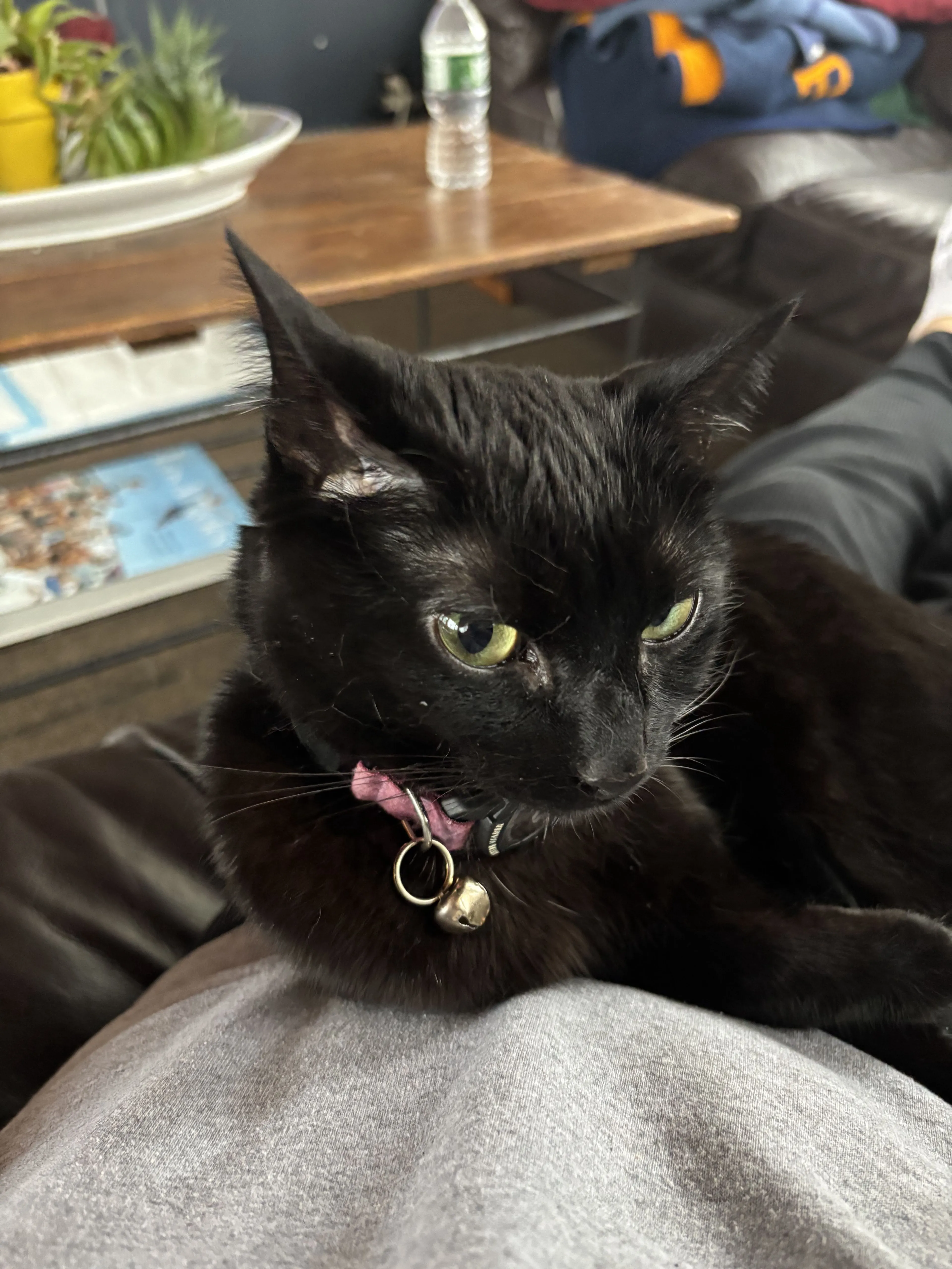 Lost pet-1