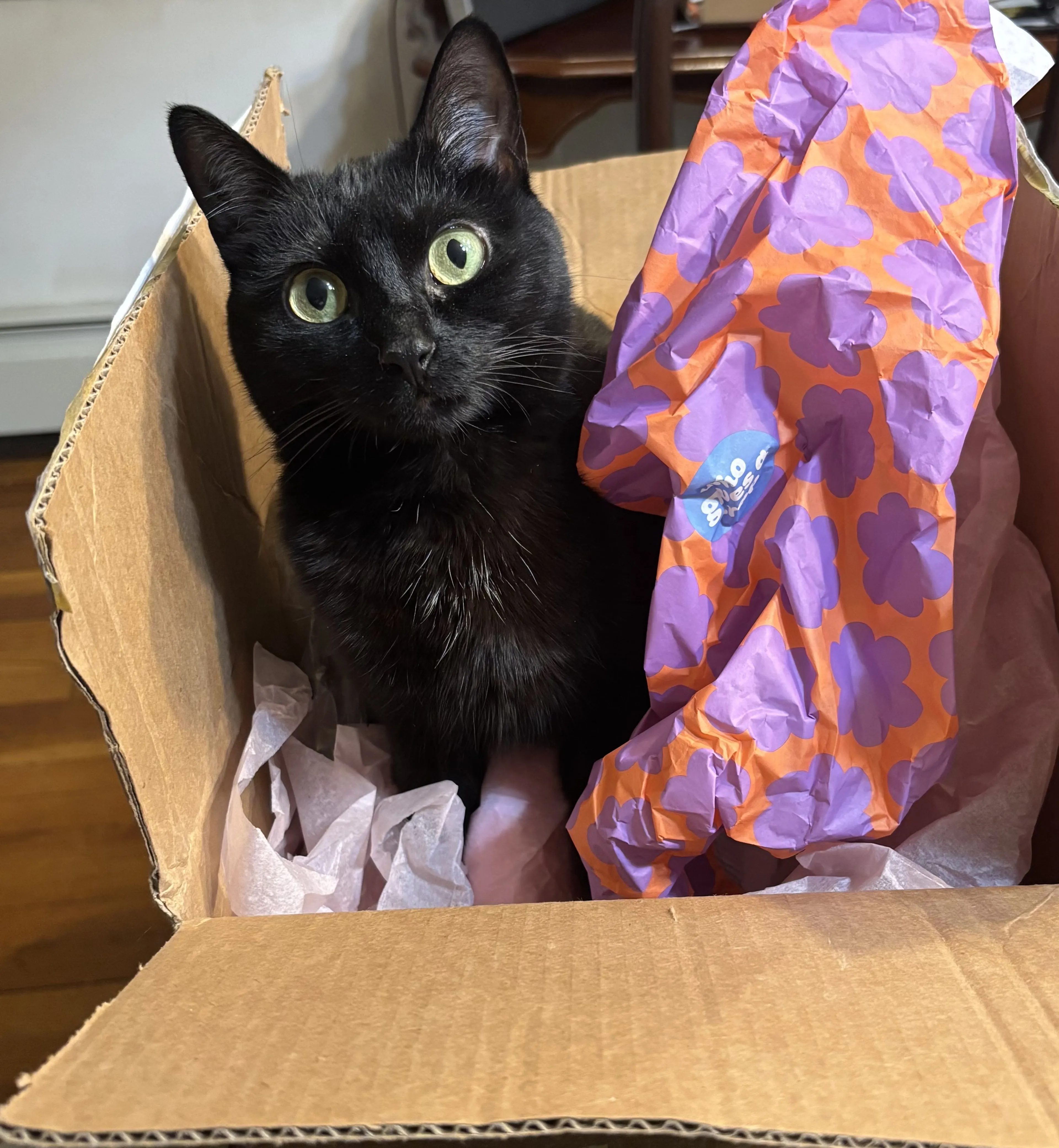 Lost pet-0