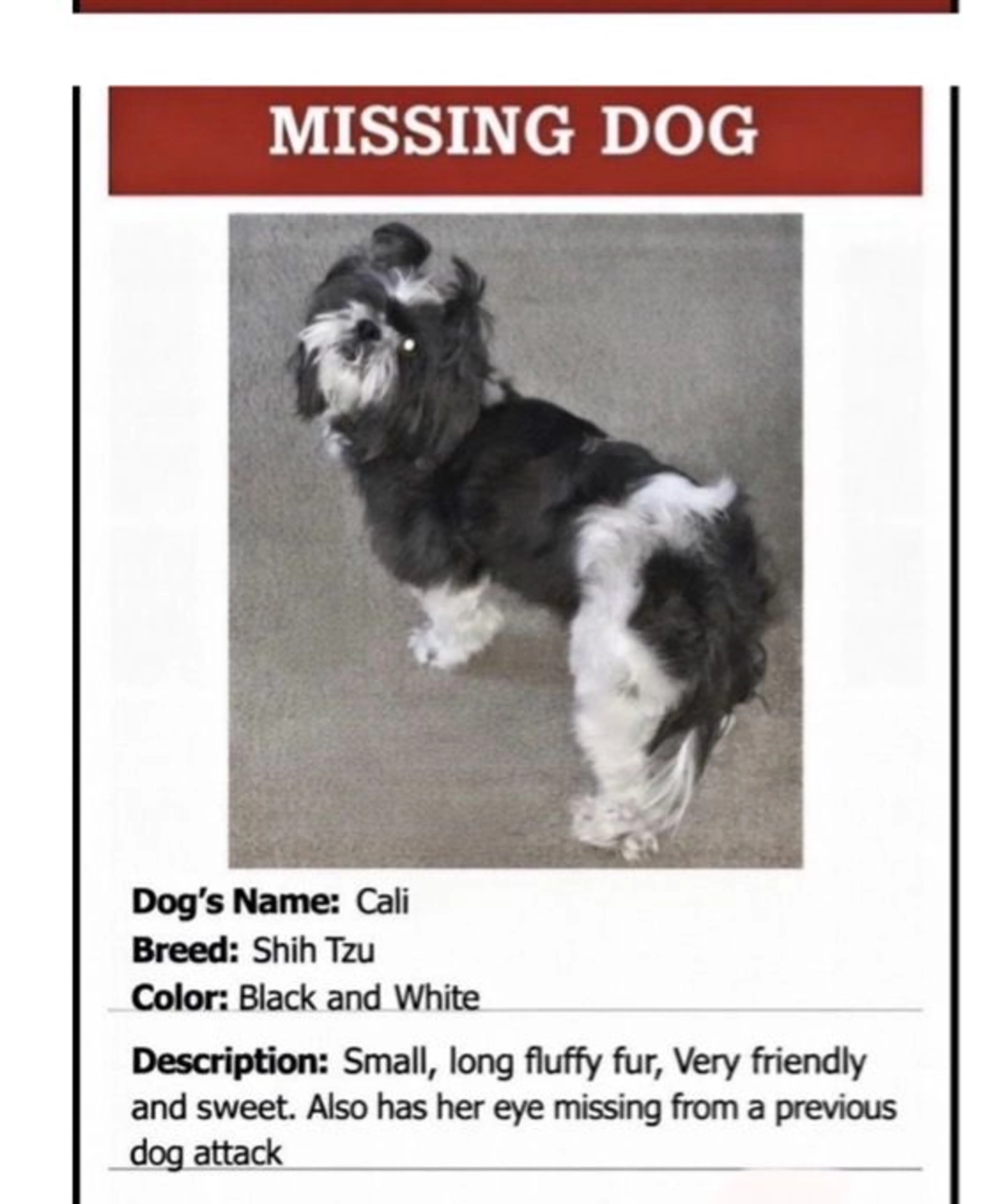 Lost pet