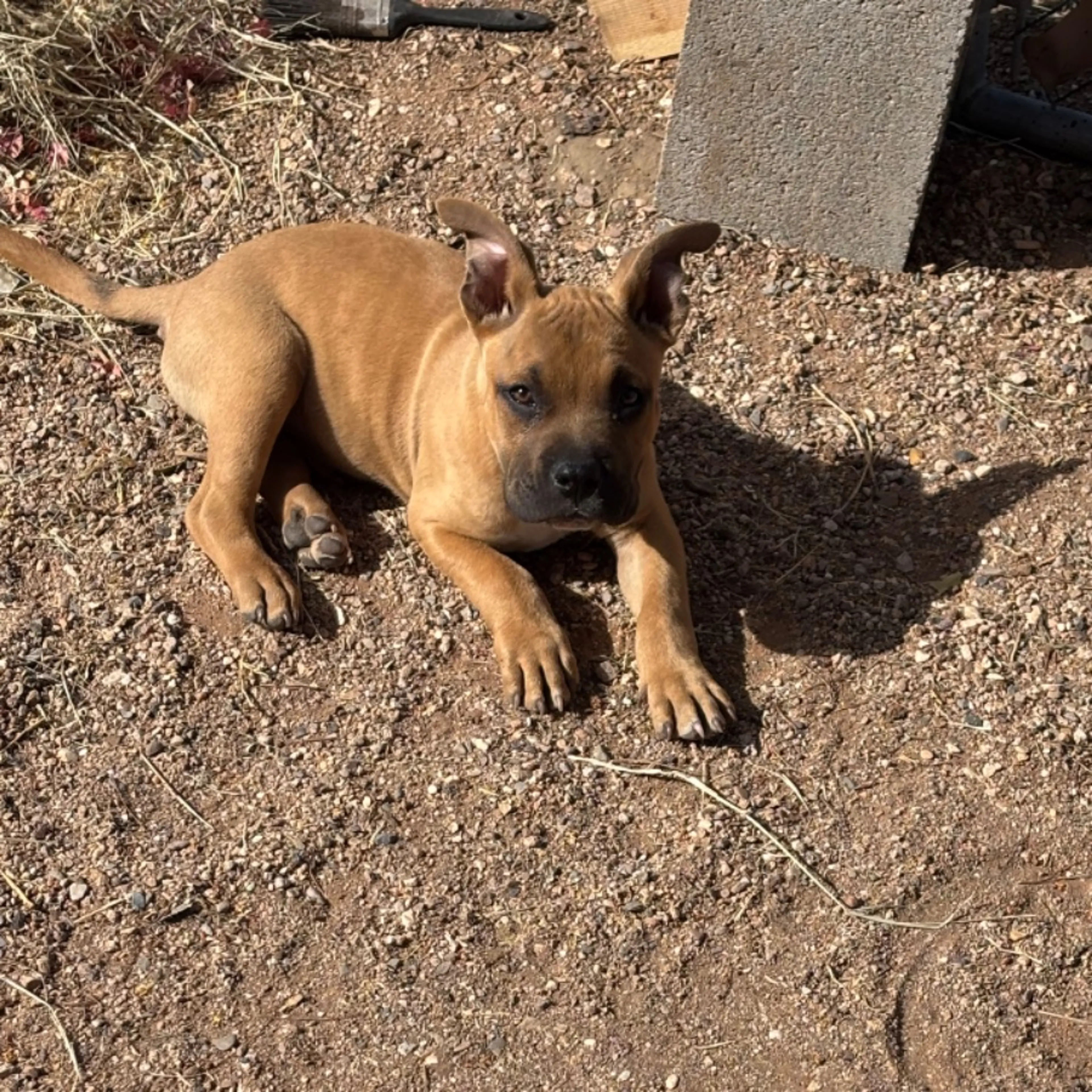 Lost pet