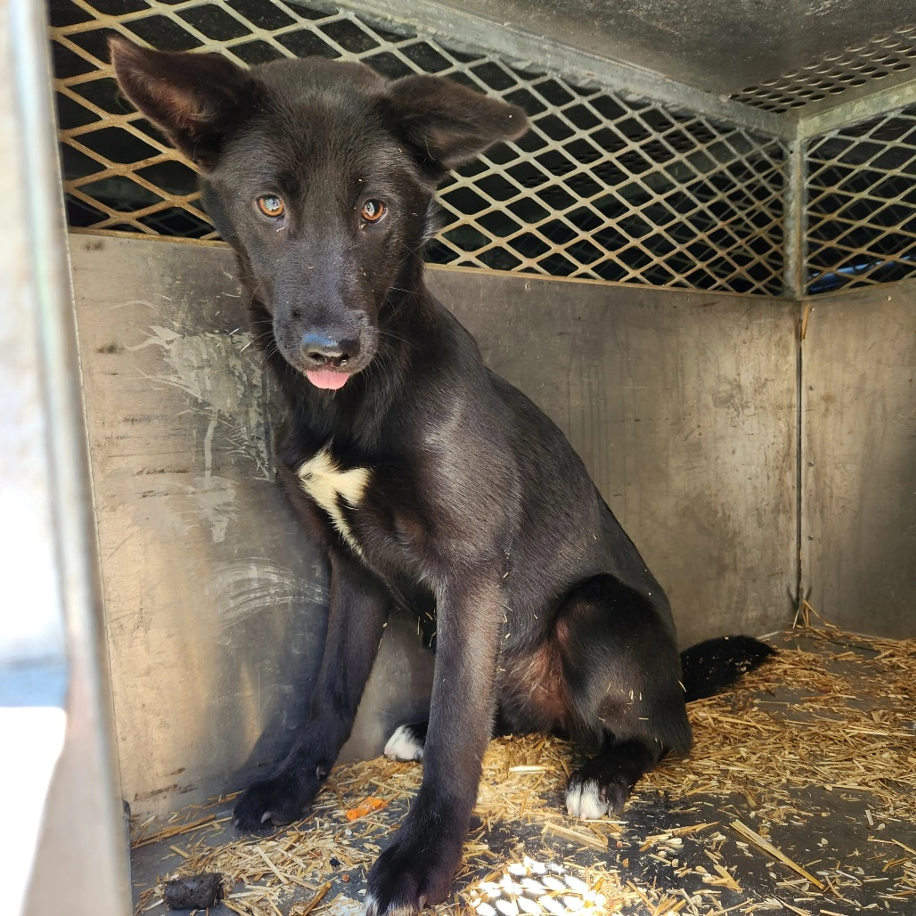Found pet