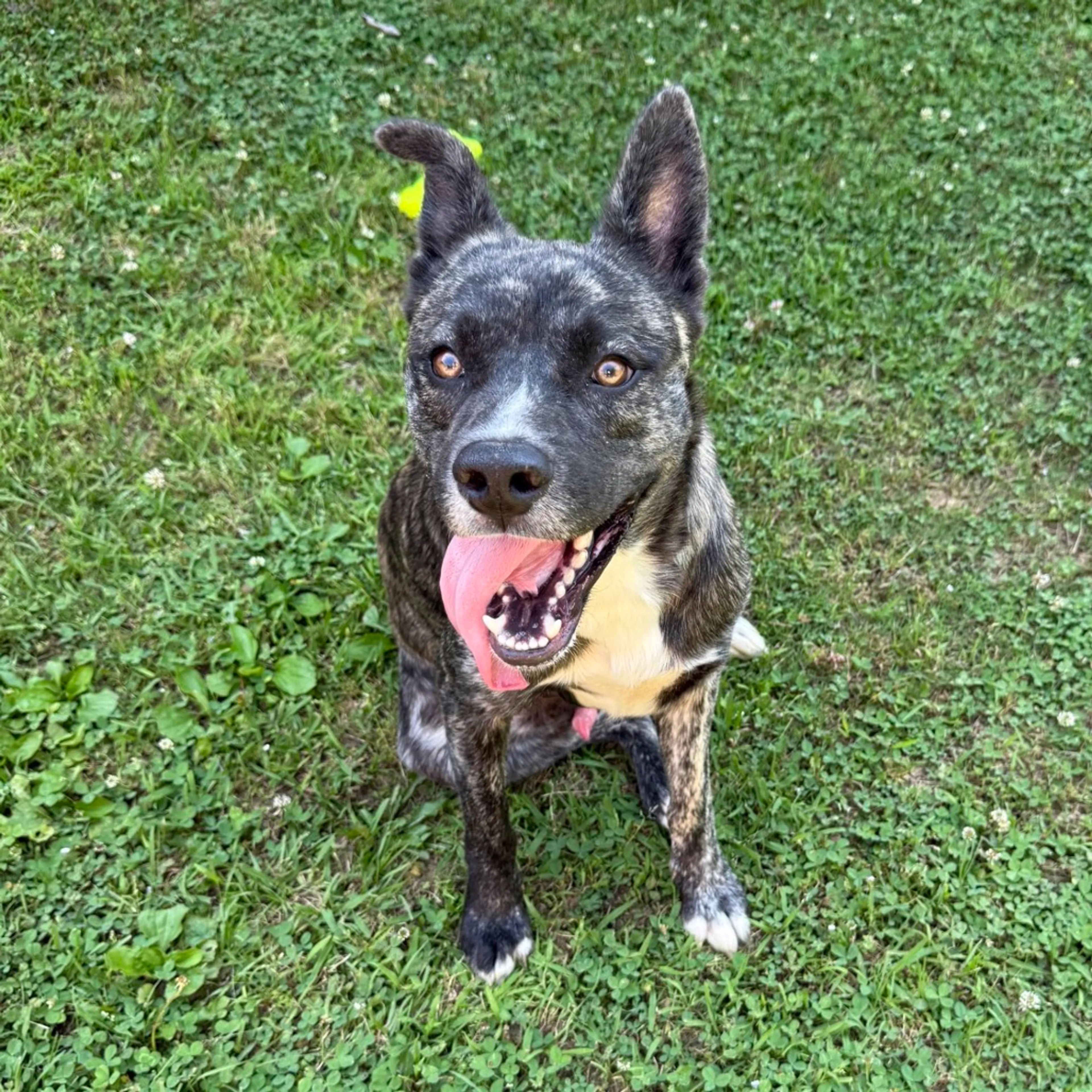 Found pet-1