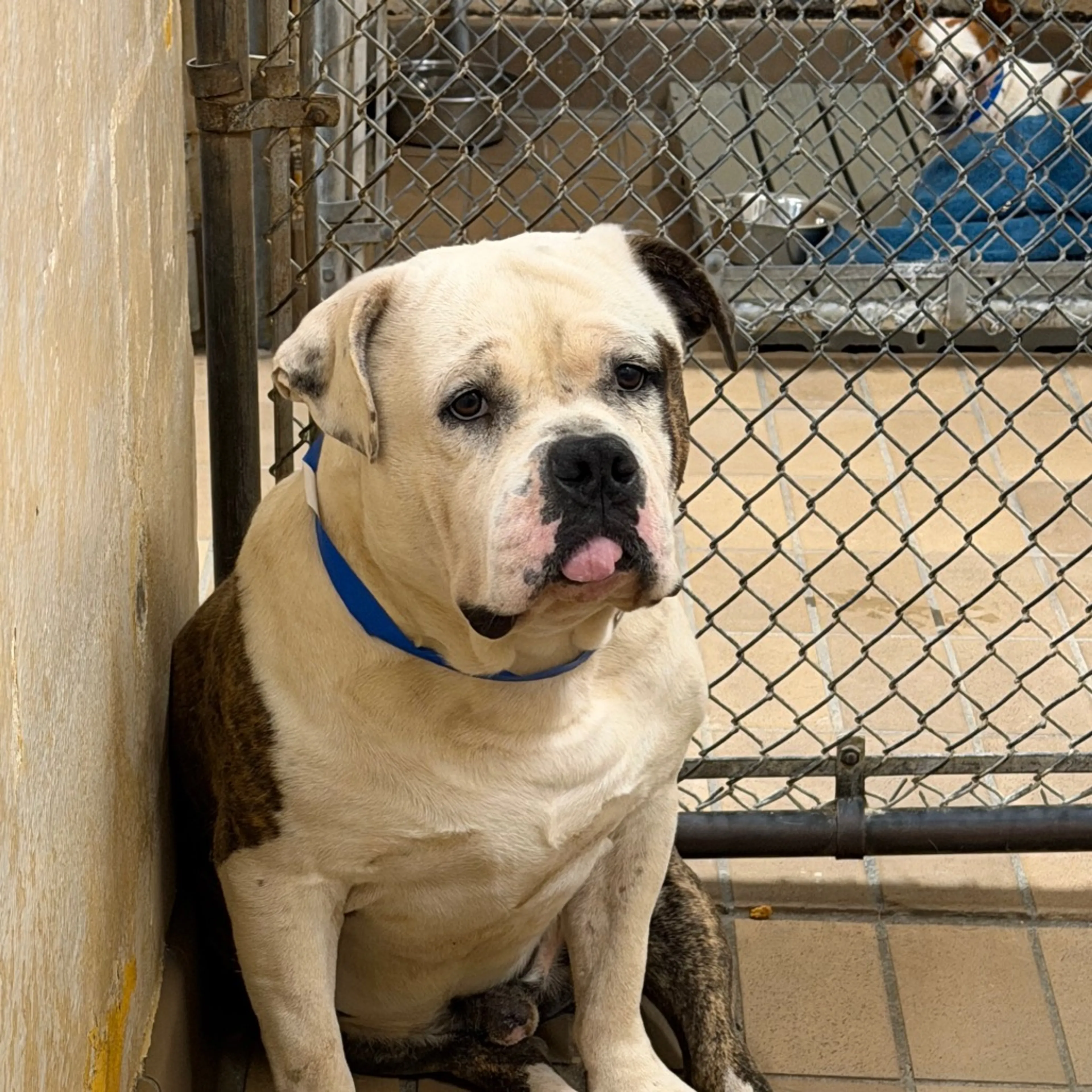 Found pet-1