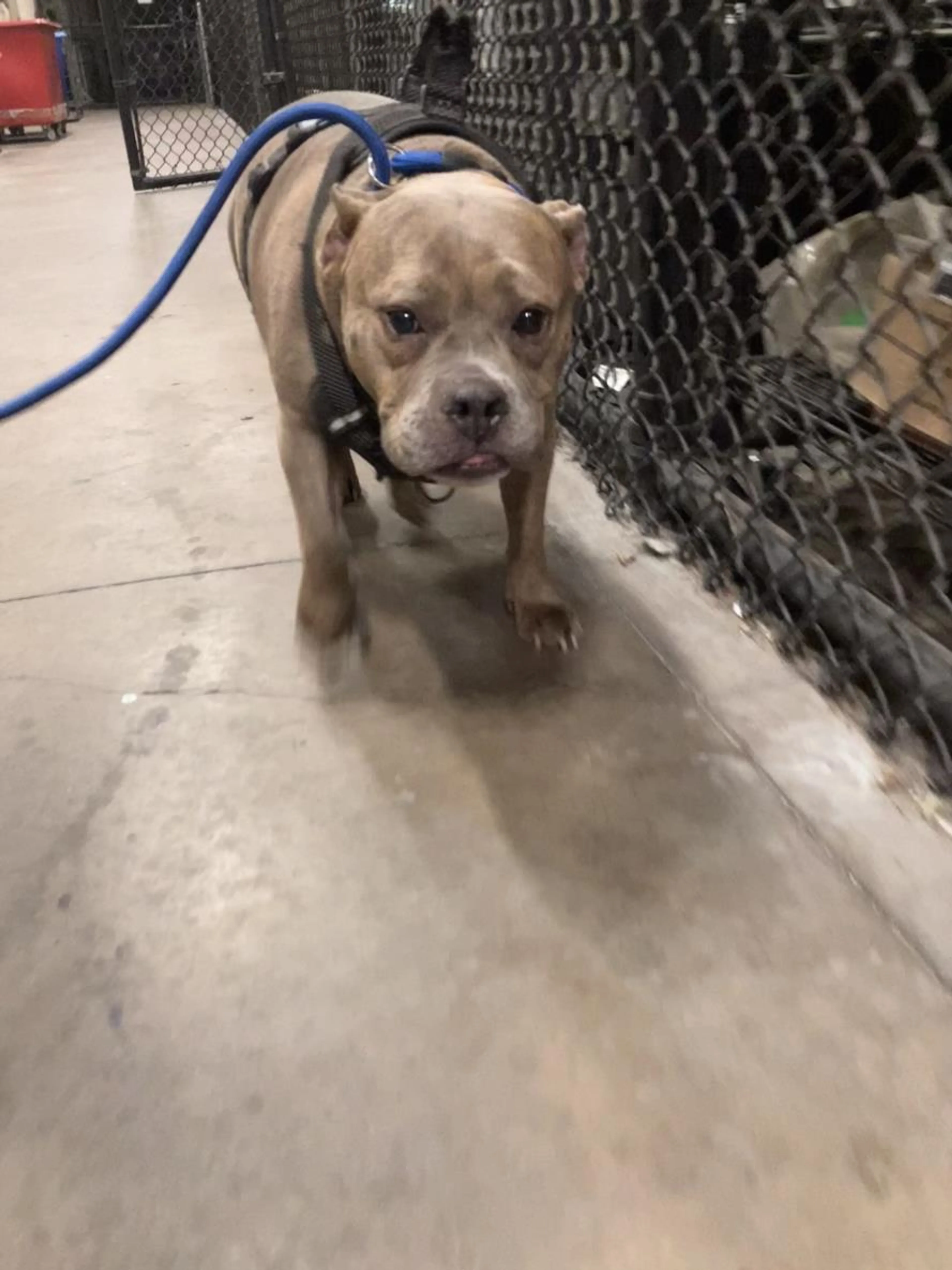 Found pet