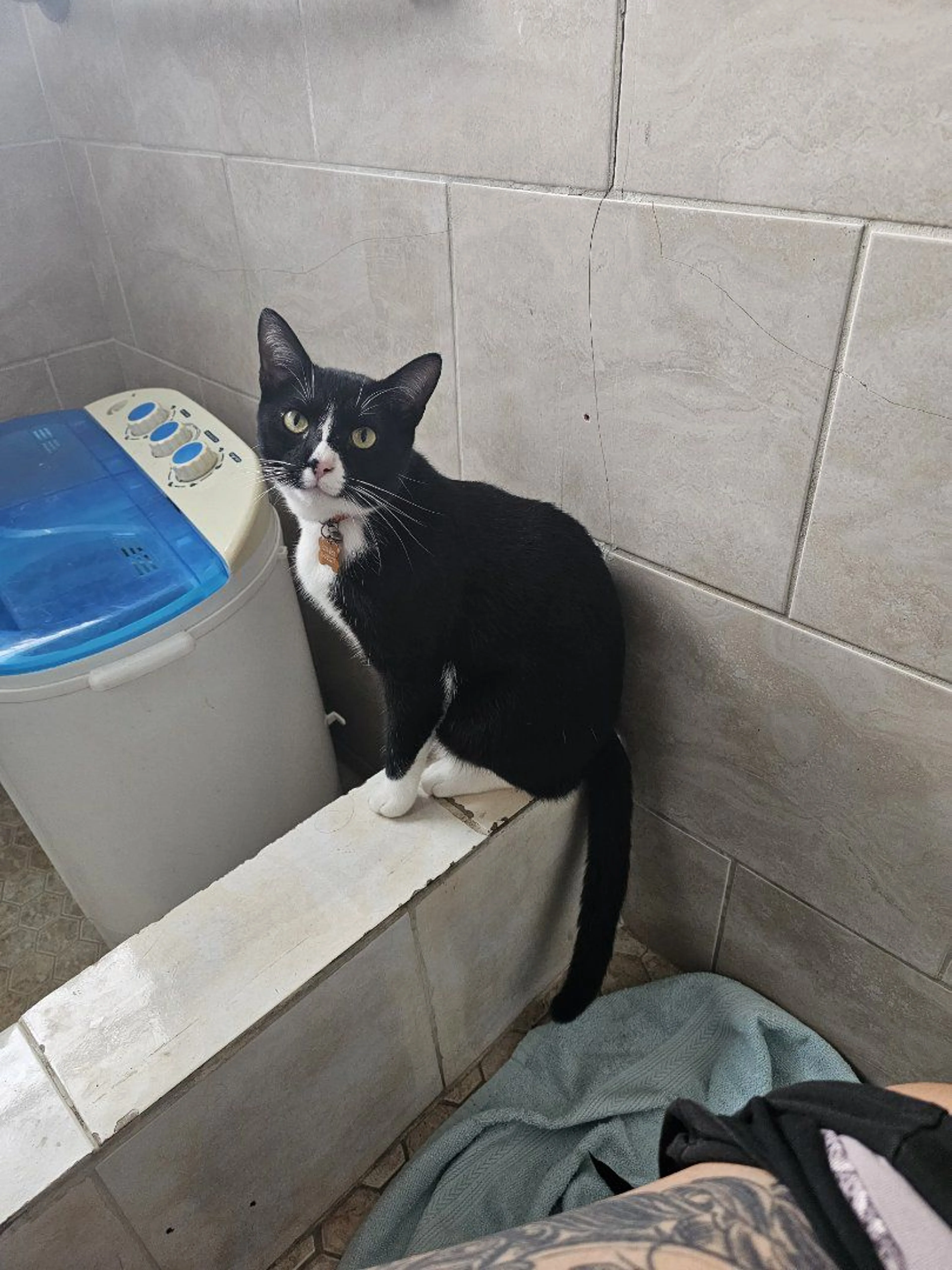 Lost pet-3