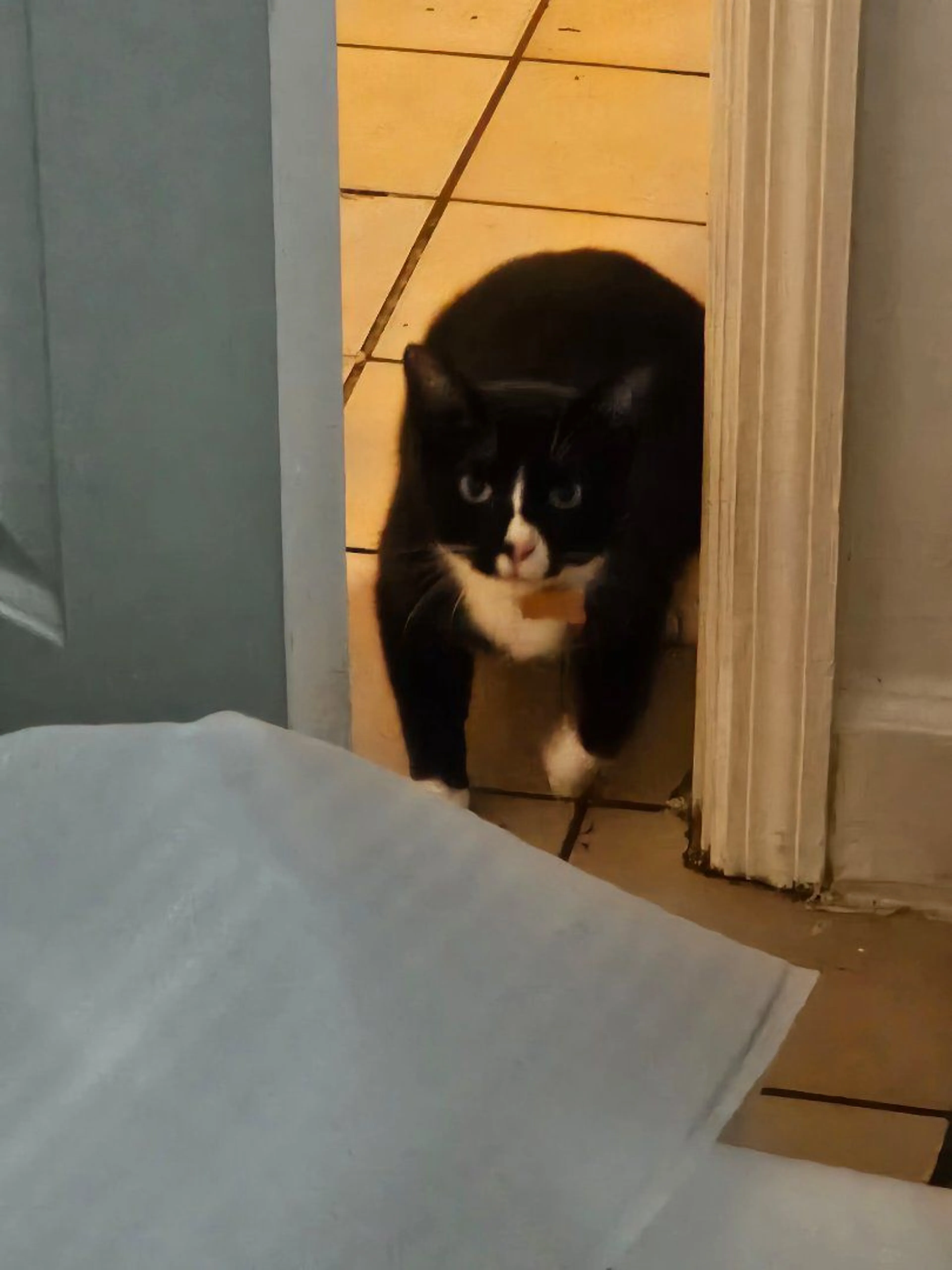 Lost pet-1