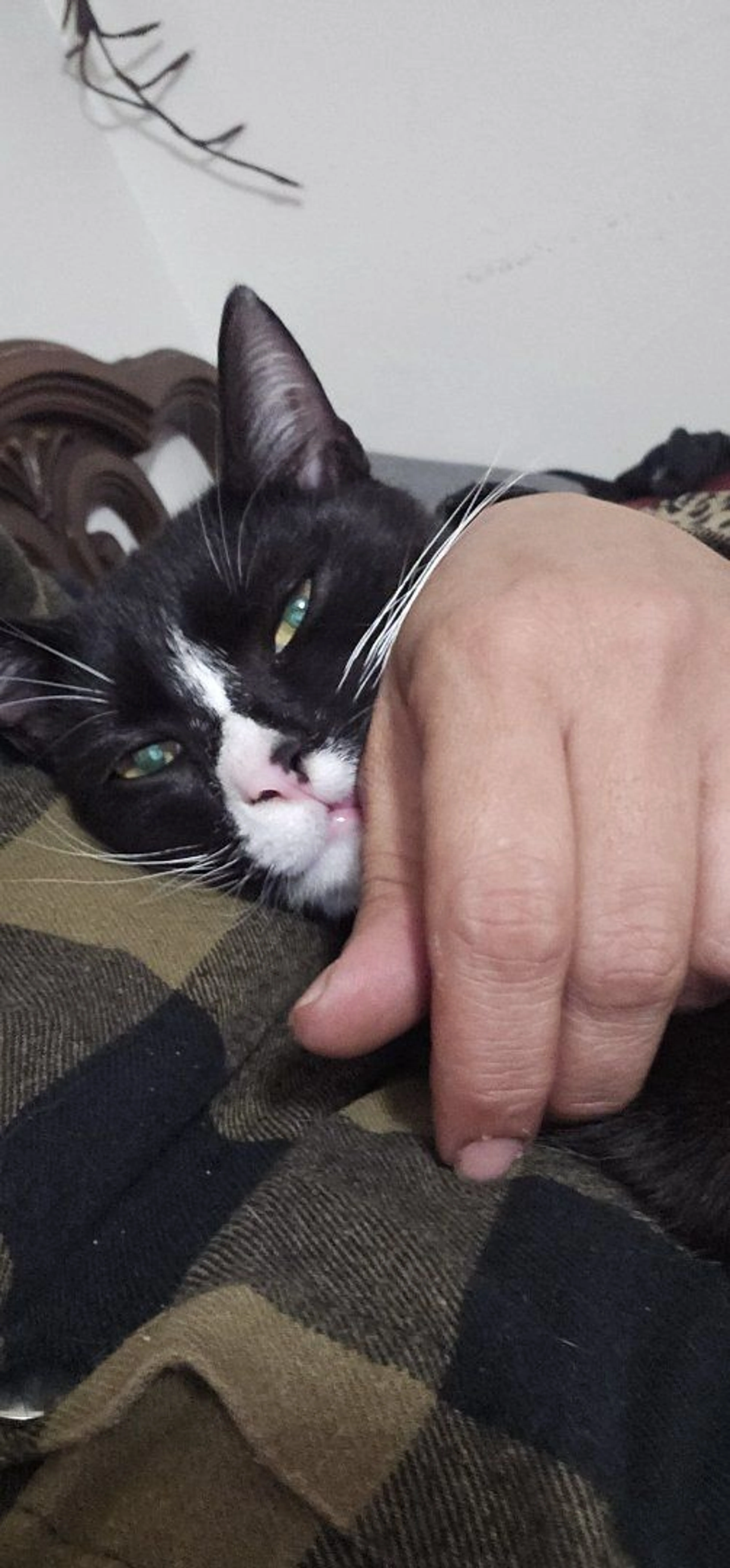 Lost pet-2