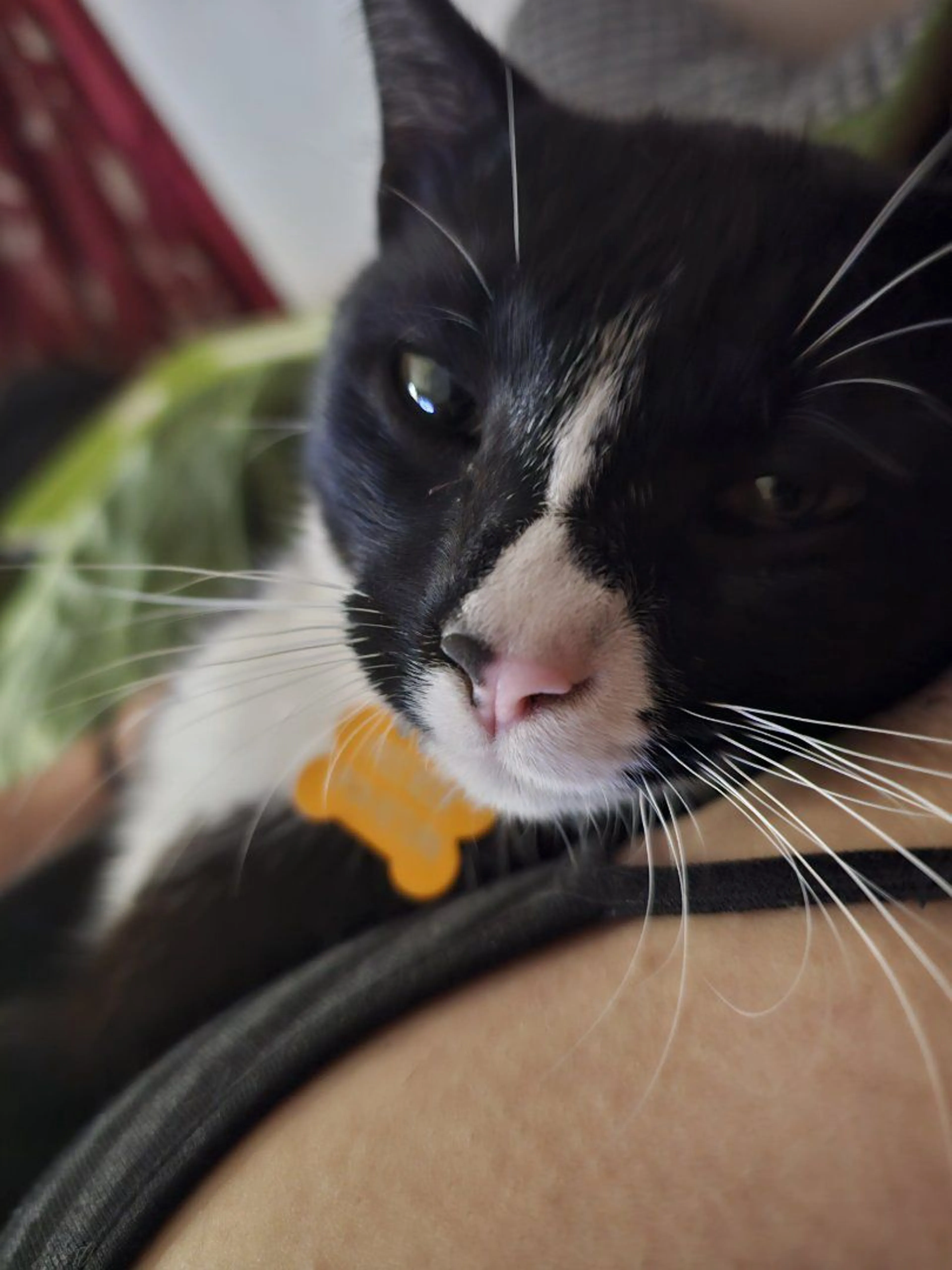 Lost pet-4