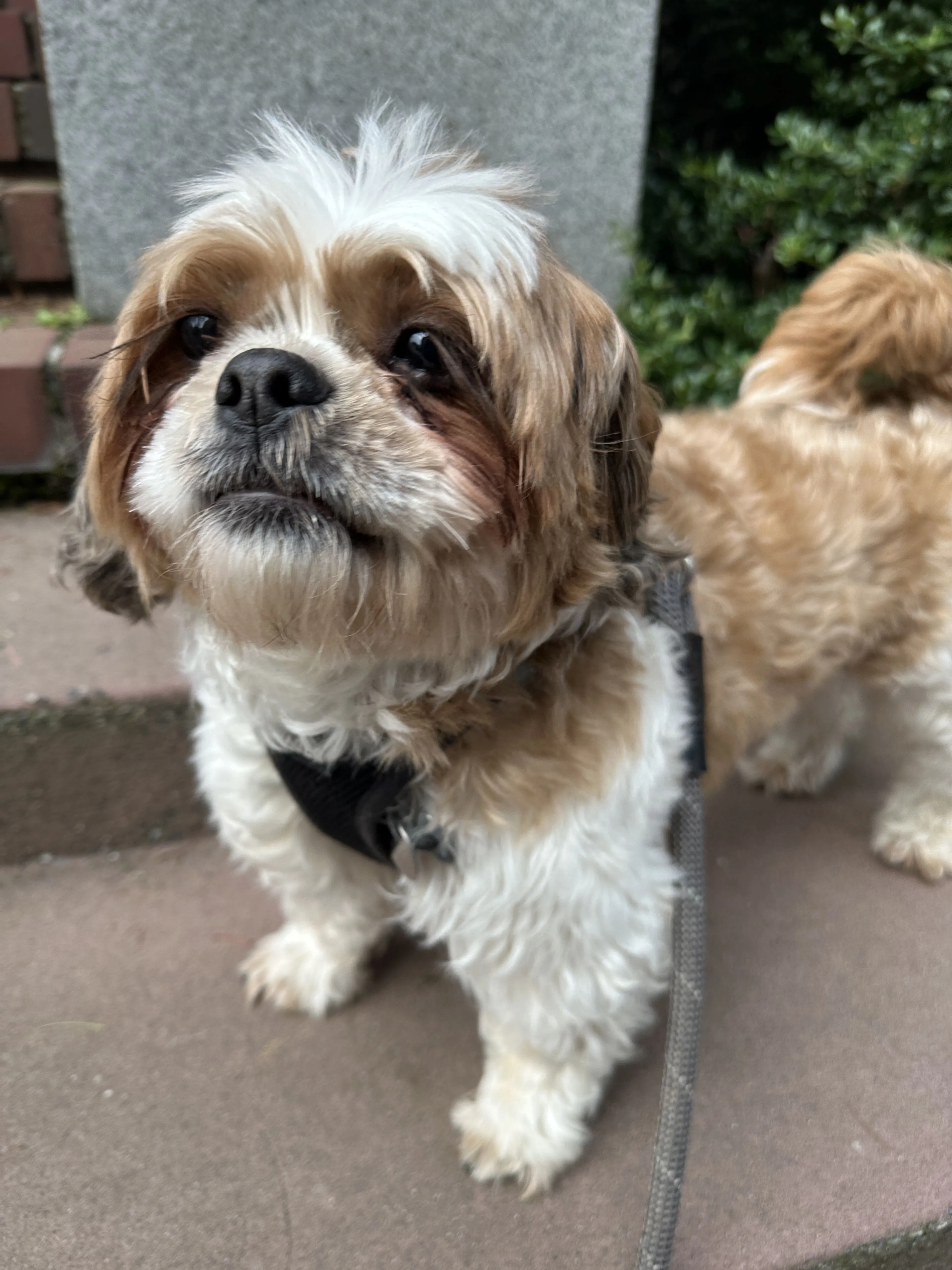 Lost pet