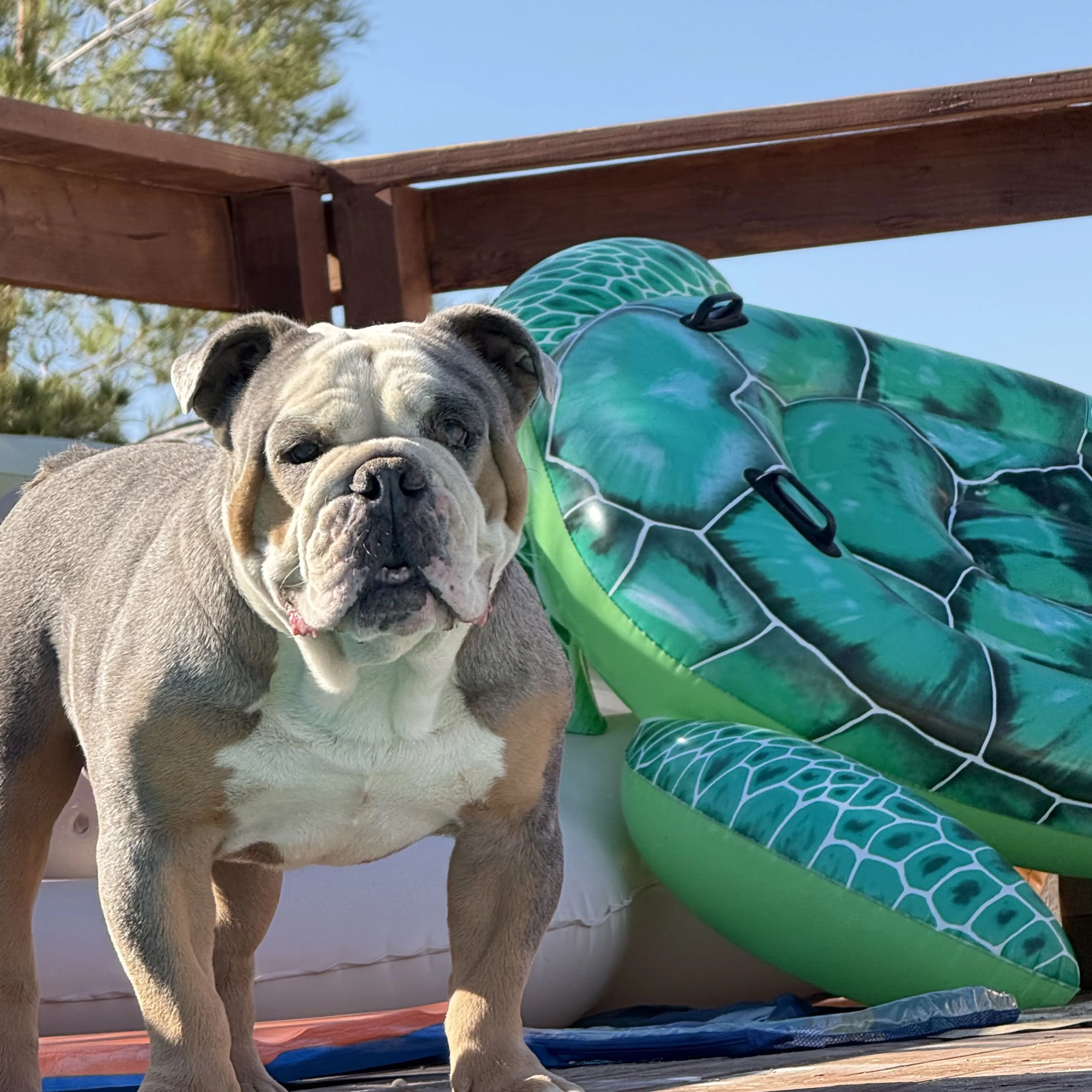 Lost pet-0