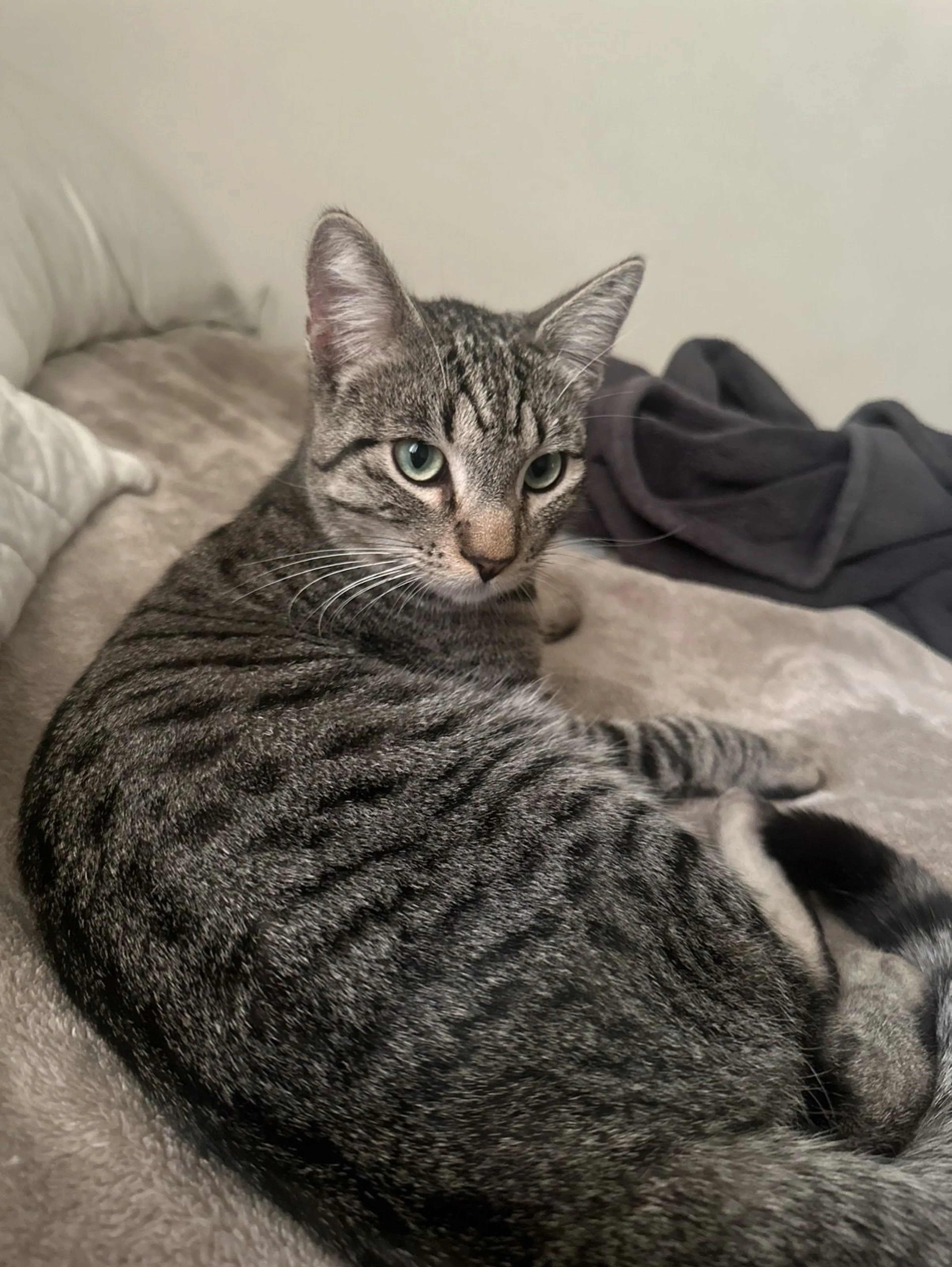 Lost pet-1