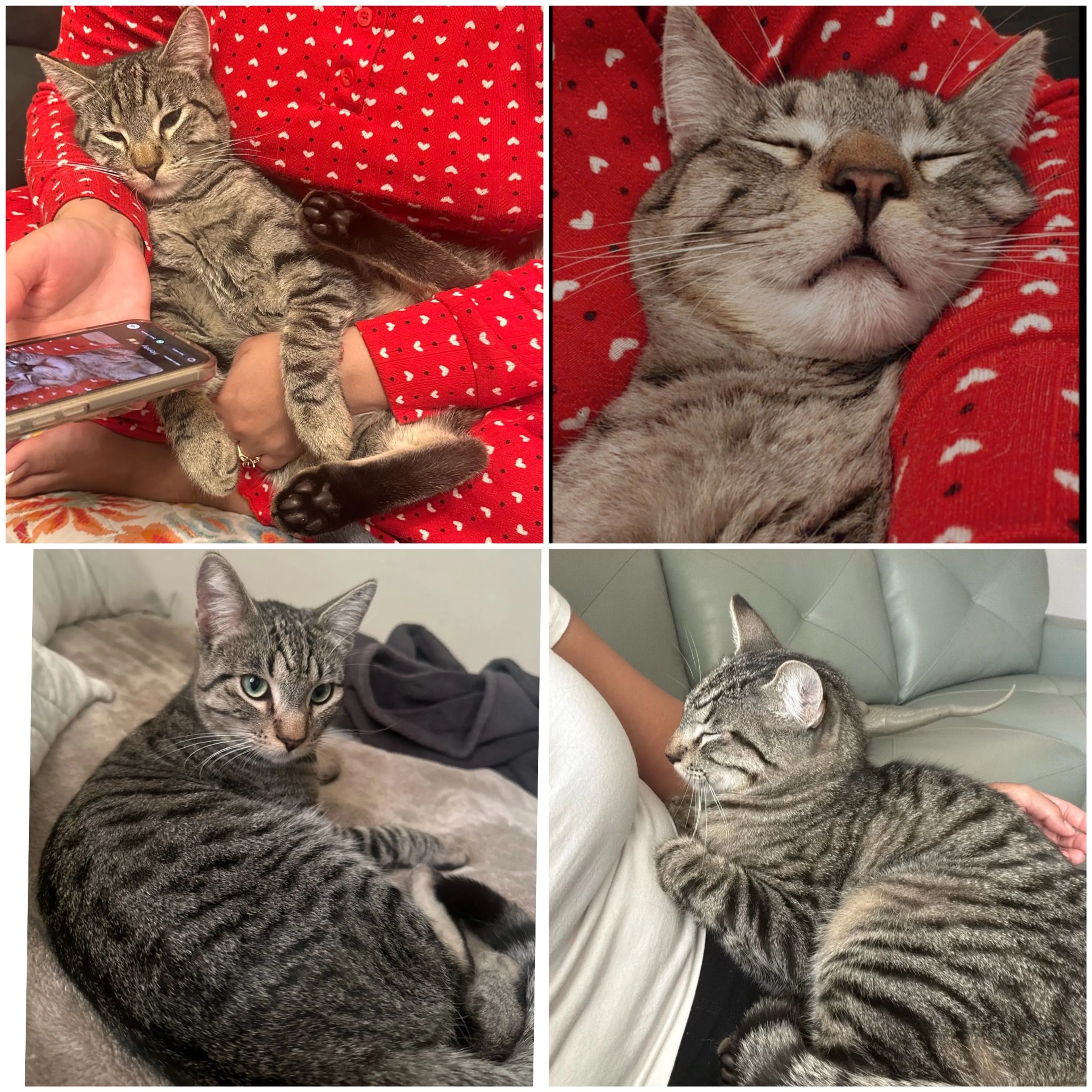 Lost pet-0