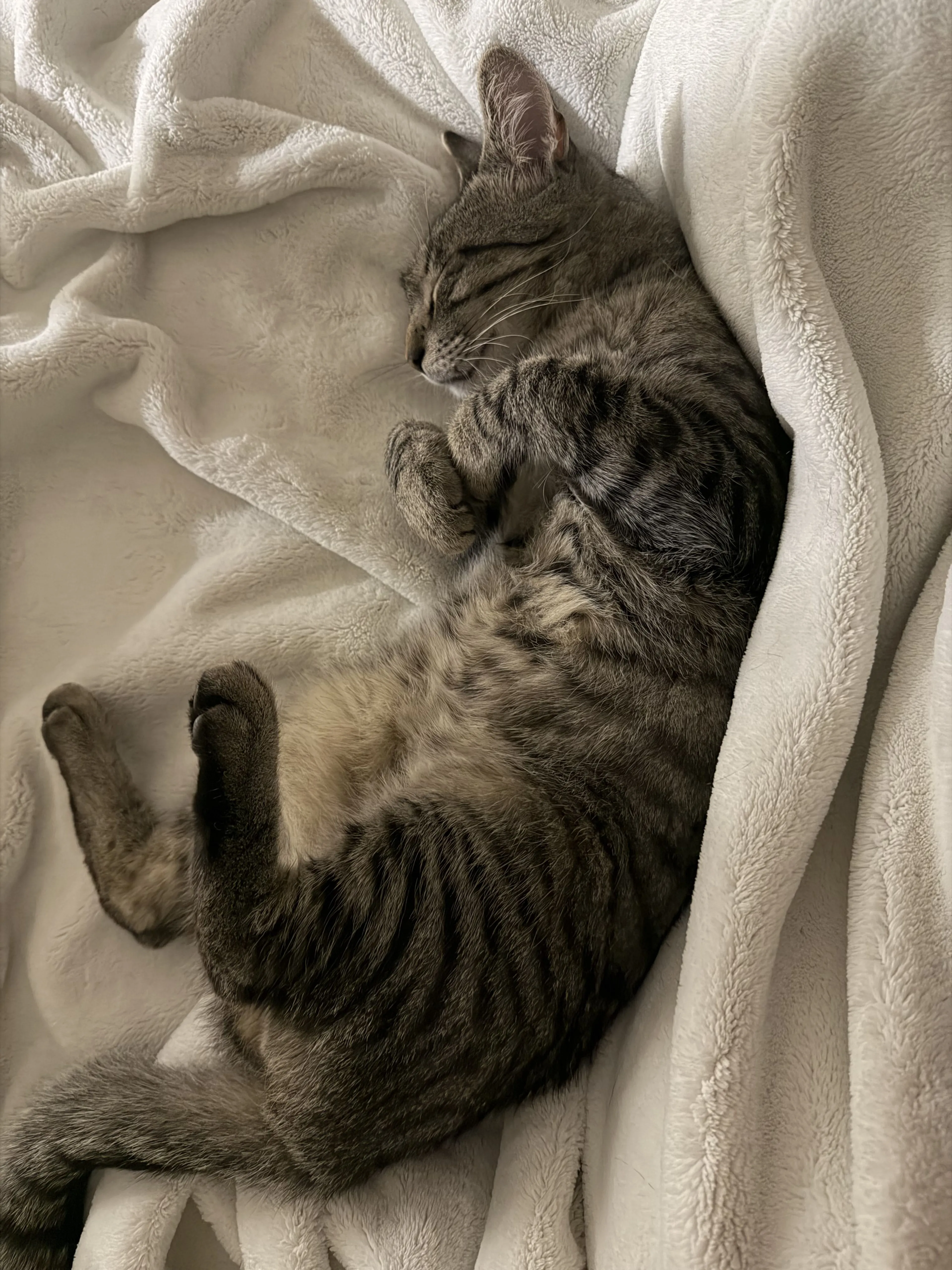 Lost pet-2