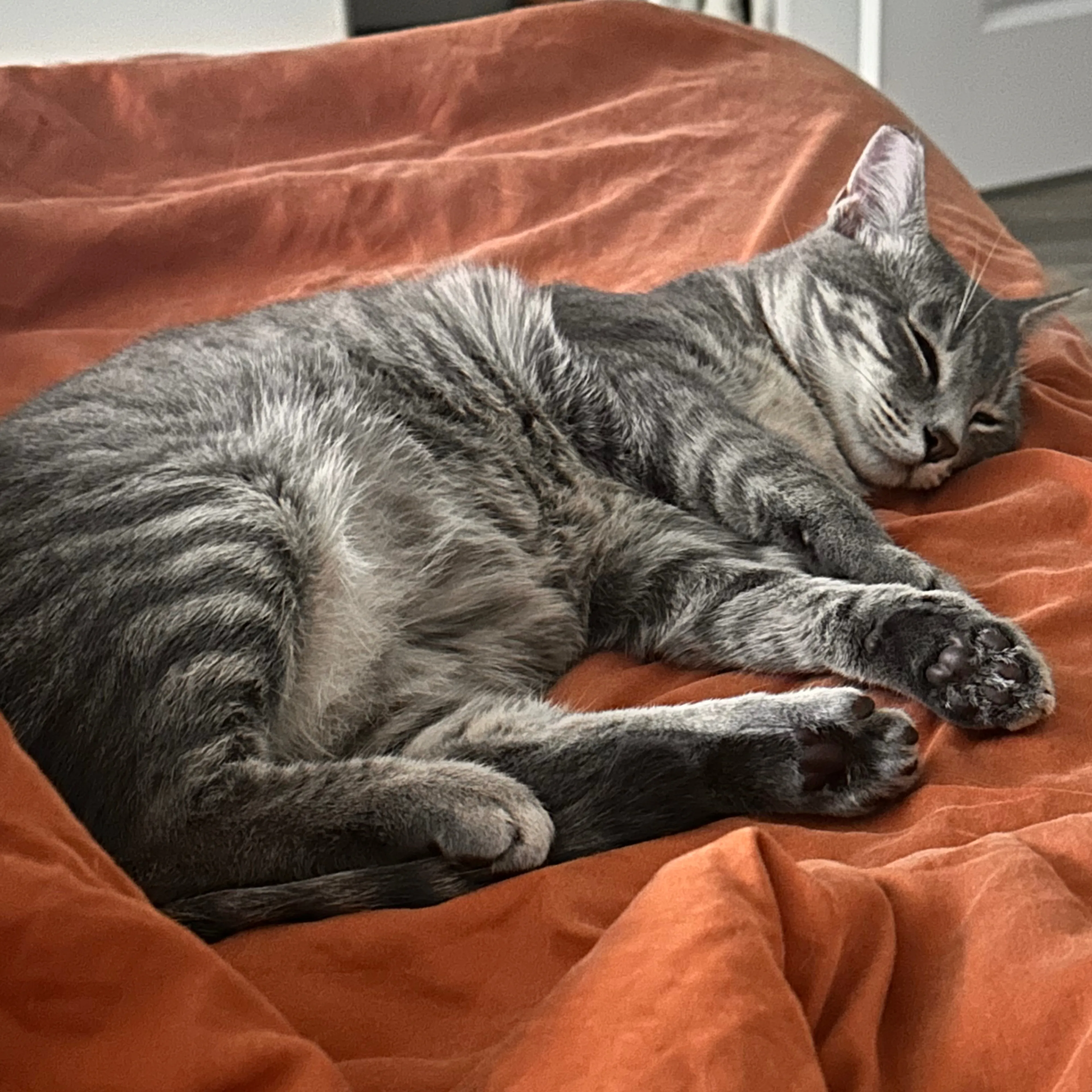 Lost pet-1
