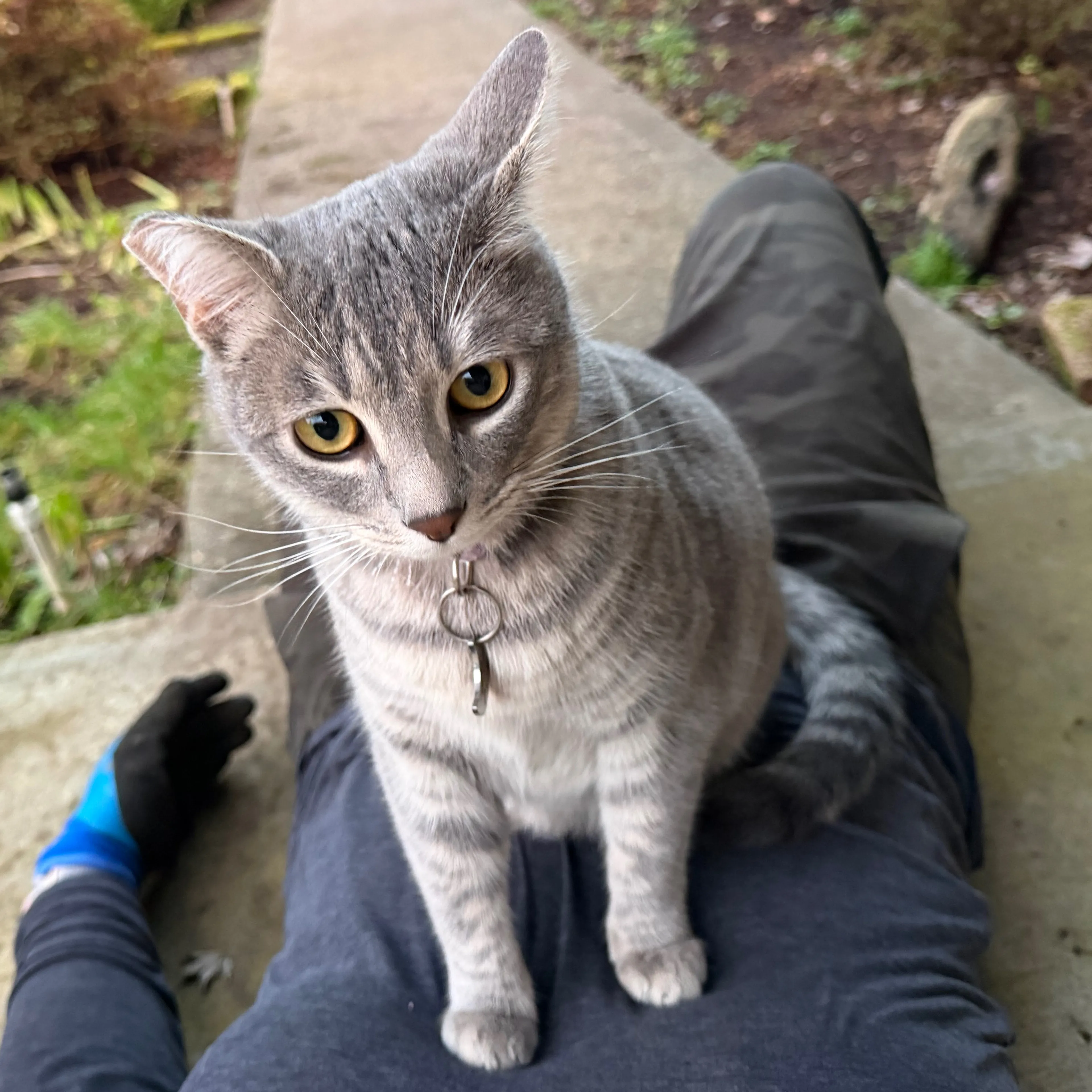 Lost pet-3