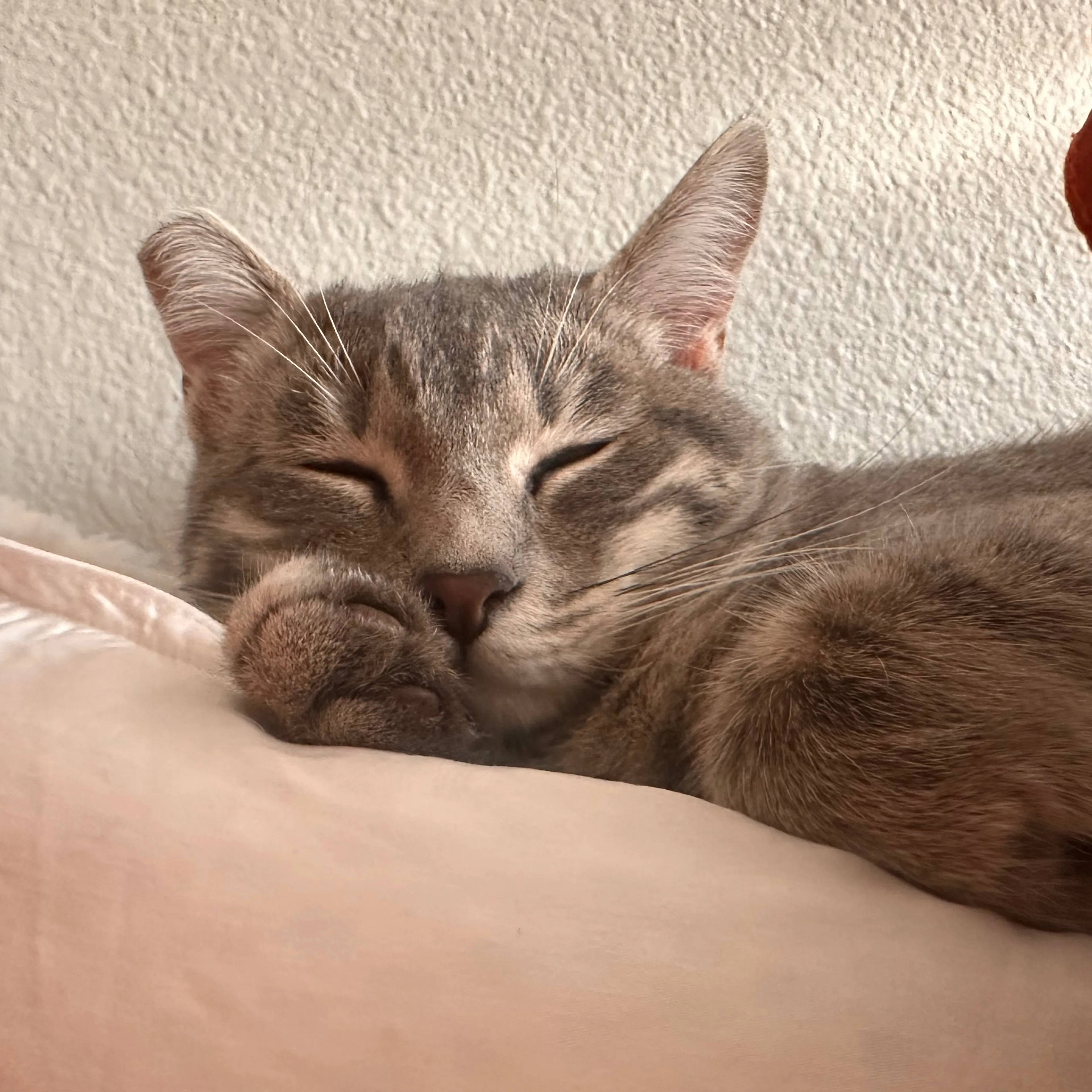 Lost pet-2